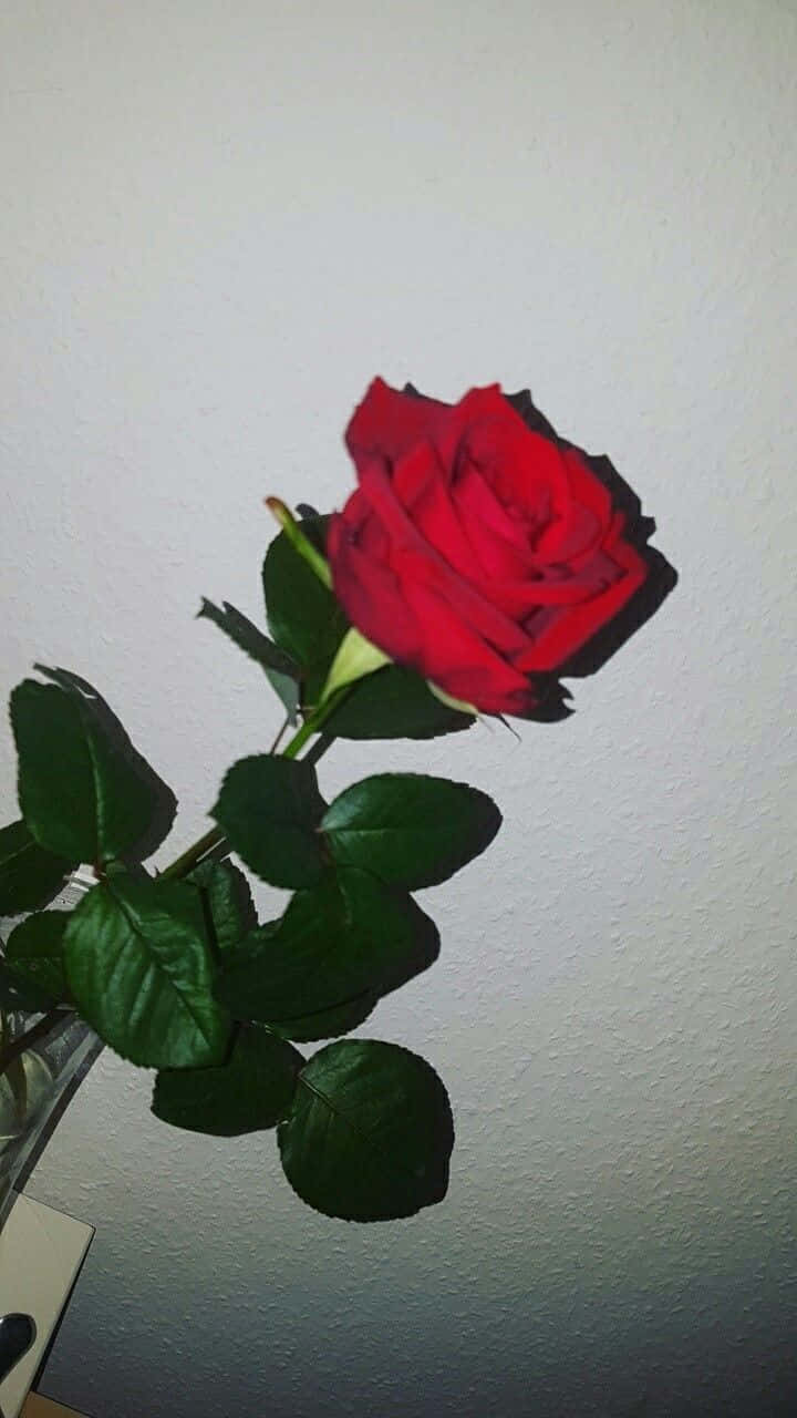 Red Rose Aesthetic, vibrant red rose, lush green leaves, HD Phone Wallpaper