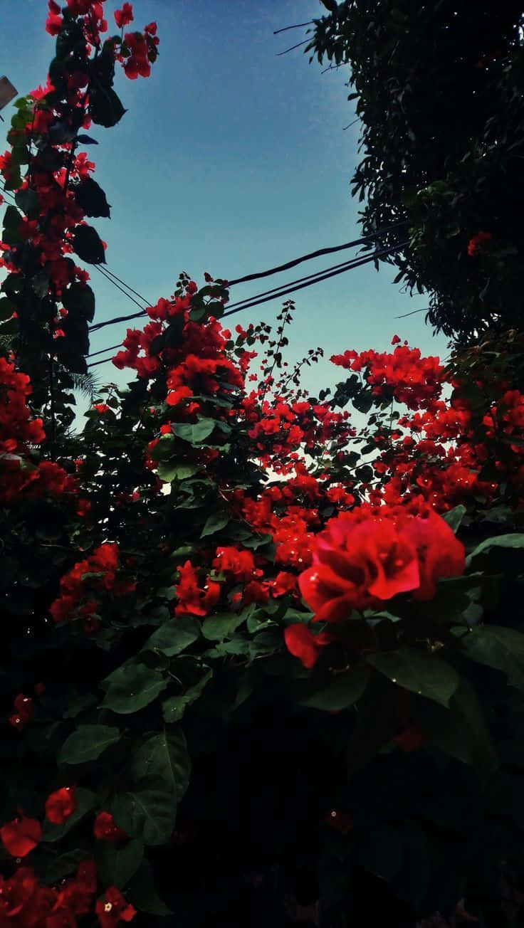 red rose, bougainvillea, clear blue sky, HD Phone Wallpaper