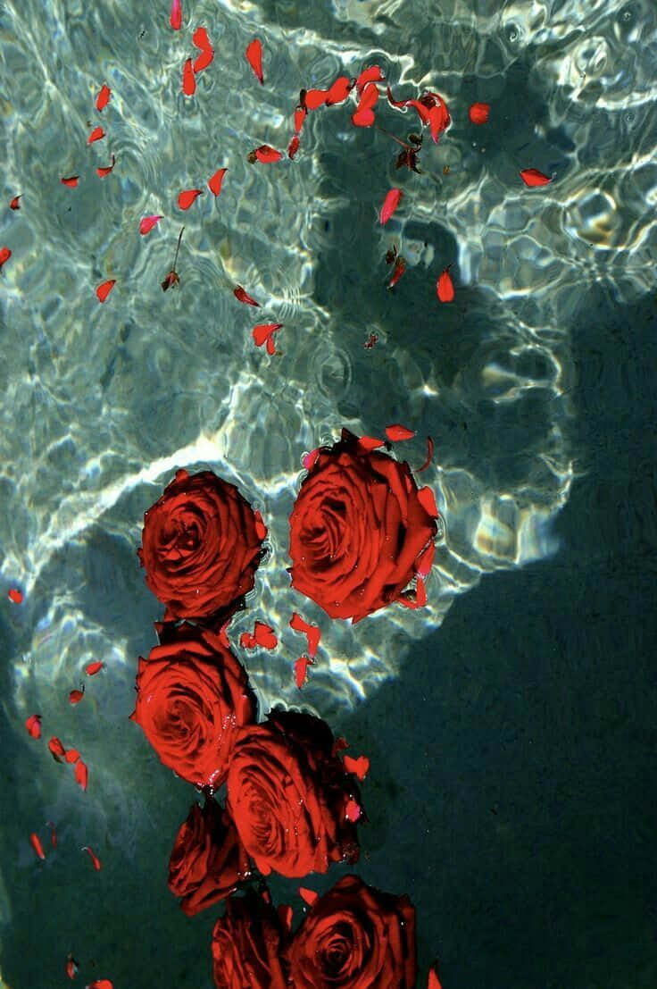Red Rose Aesthetic, vibrant red roses, petals, SD Phone Wallpaper