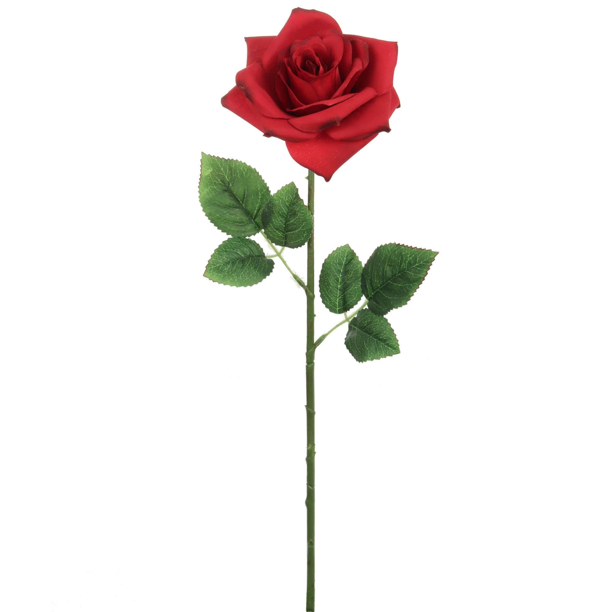 Single Red Rose, vibrant red rose, lush green leaves, Full HD Desktop Wallpaper