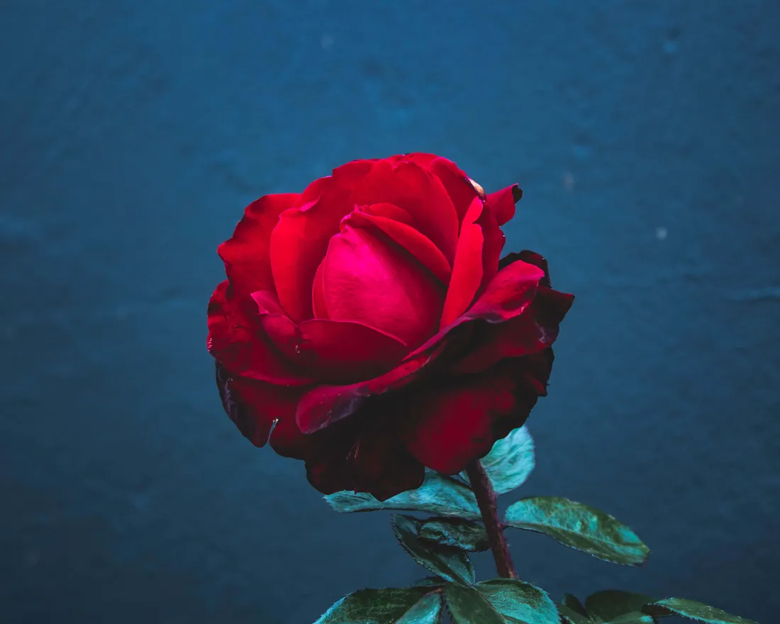 Red Rose