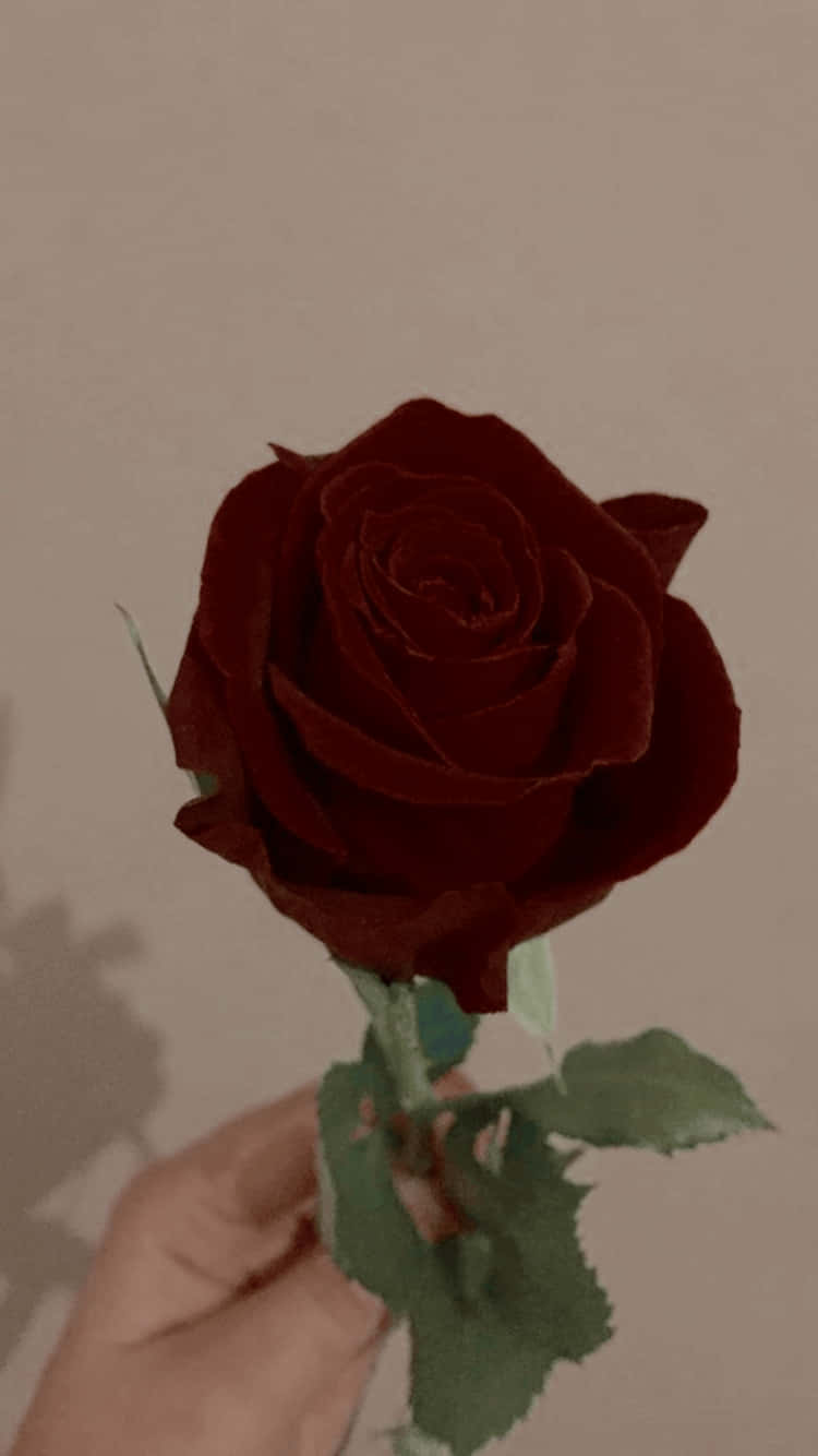 Red Rose, deep burgundy rose, soft beige wall, HD Phone Wallpaper