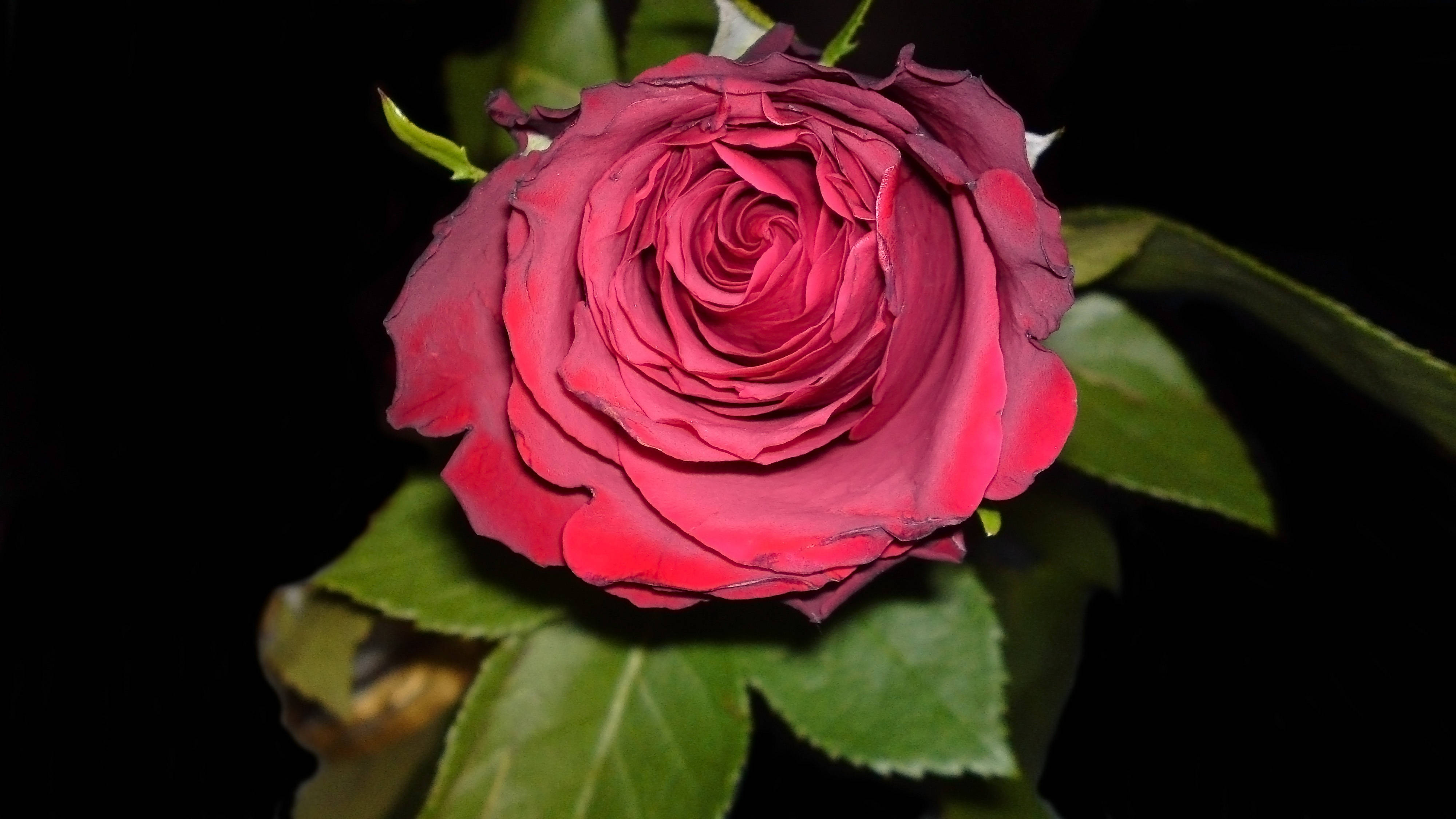 Red Rose, deep red, intricate layered petals, 4K Desktop Wallpaper