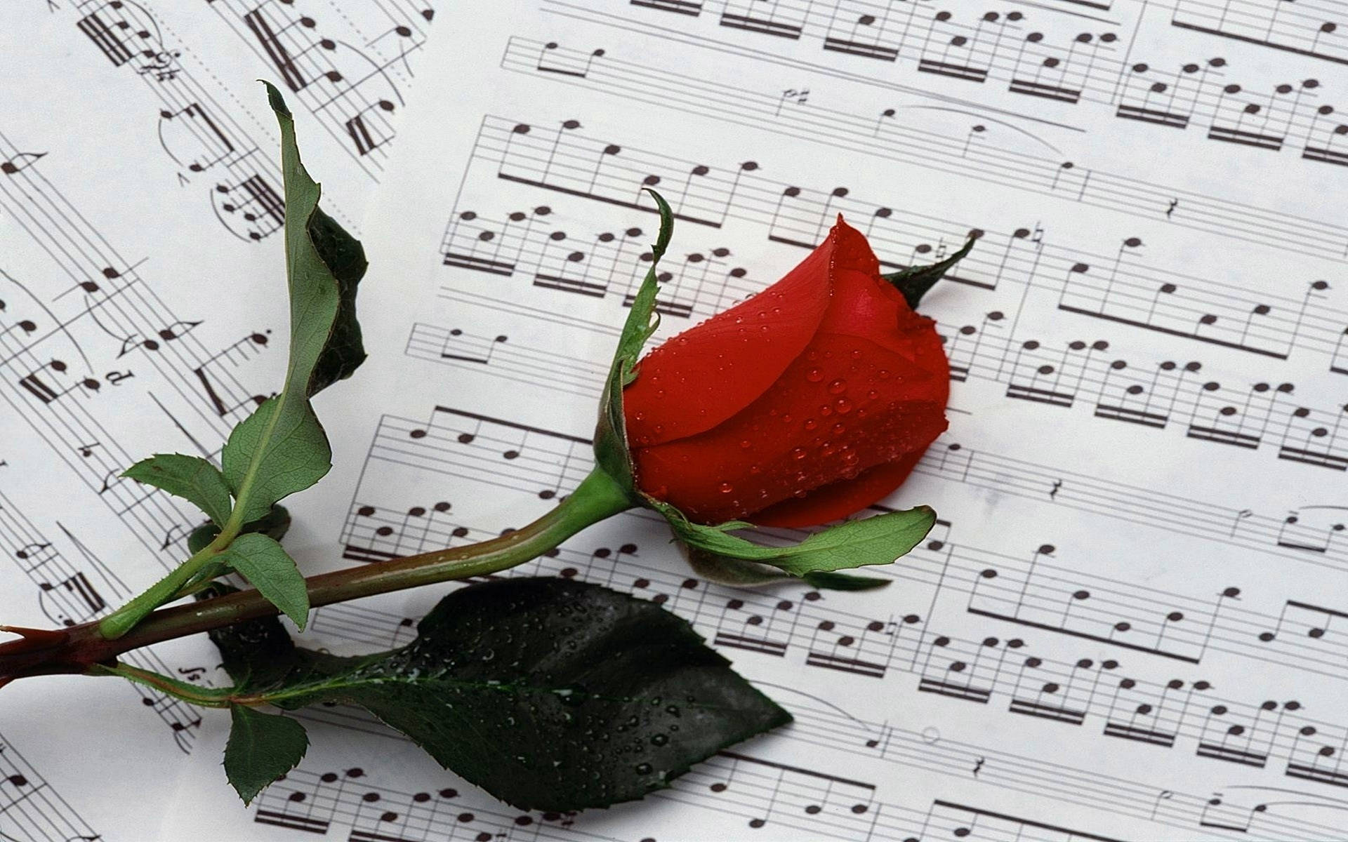 Red Rose, sheet music, dew drops, Full HD Desktop Wallpaper