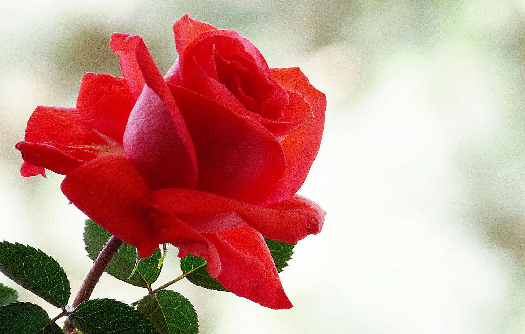 vibrant red rose, full bloom, lush green leaves, Full HD Desktop Wallpaper