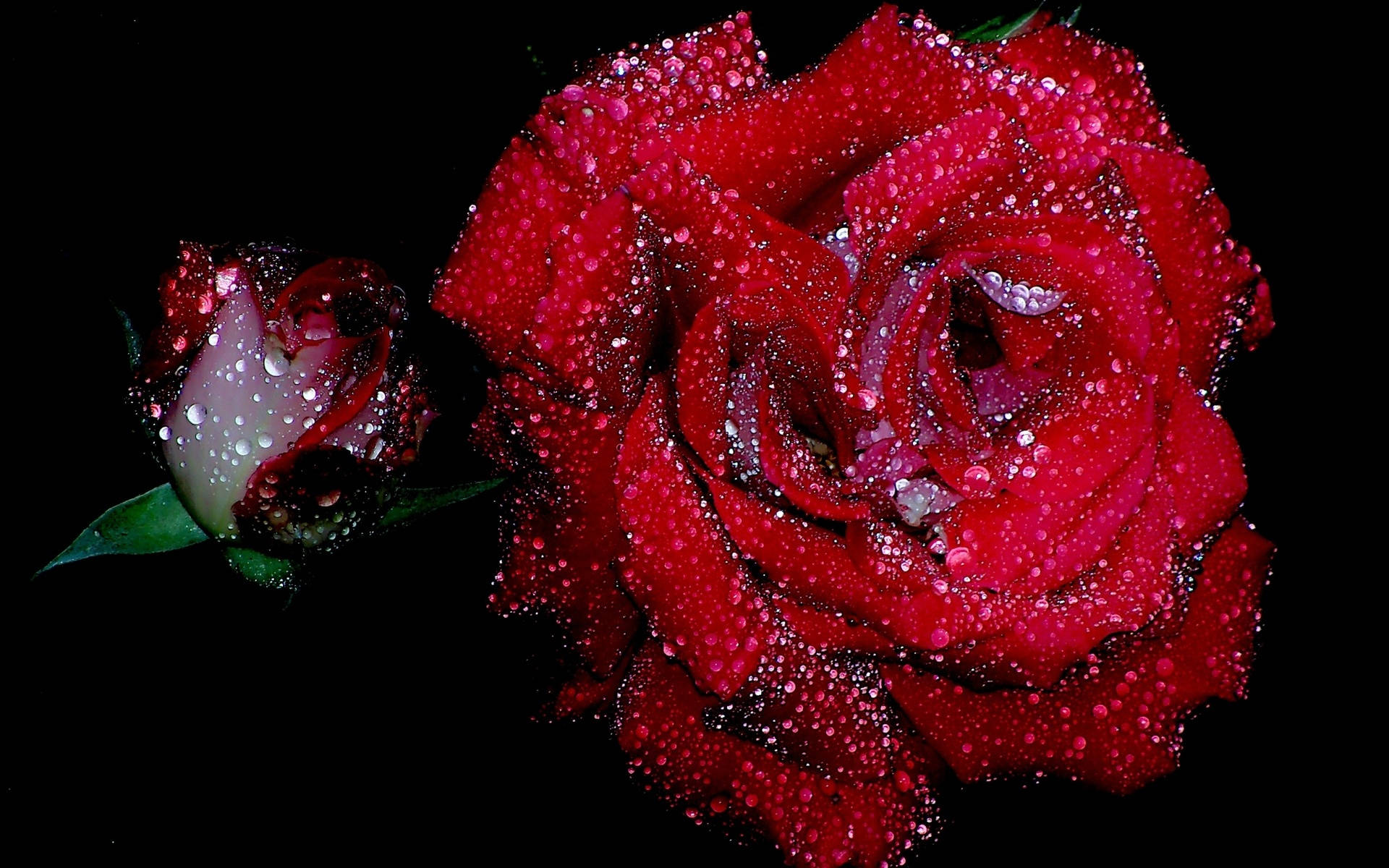 wet red rose, rosebud, dewdrops, Full HD Desktop Wallpaper