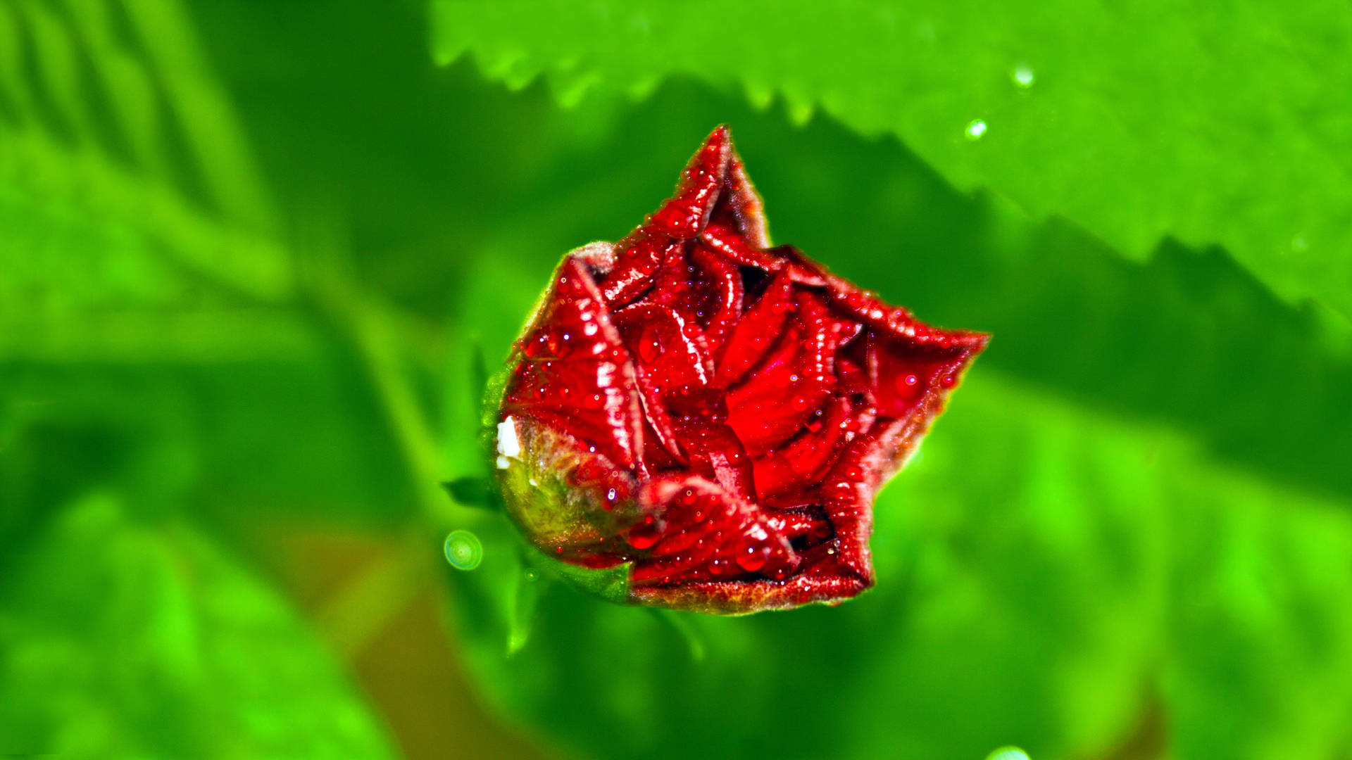 pointy red rose bud, vibrant red, dewdrops, Full HD Desktop Wallpaper