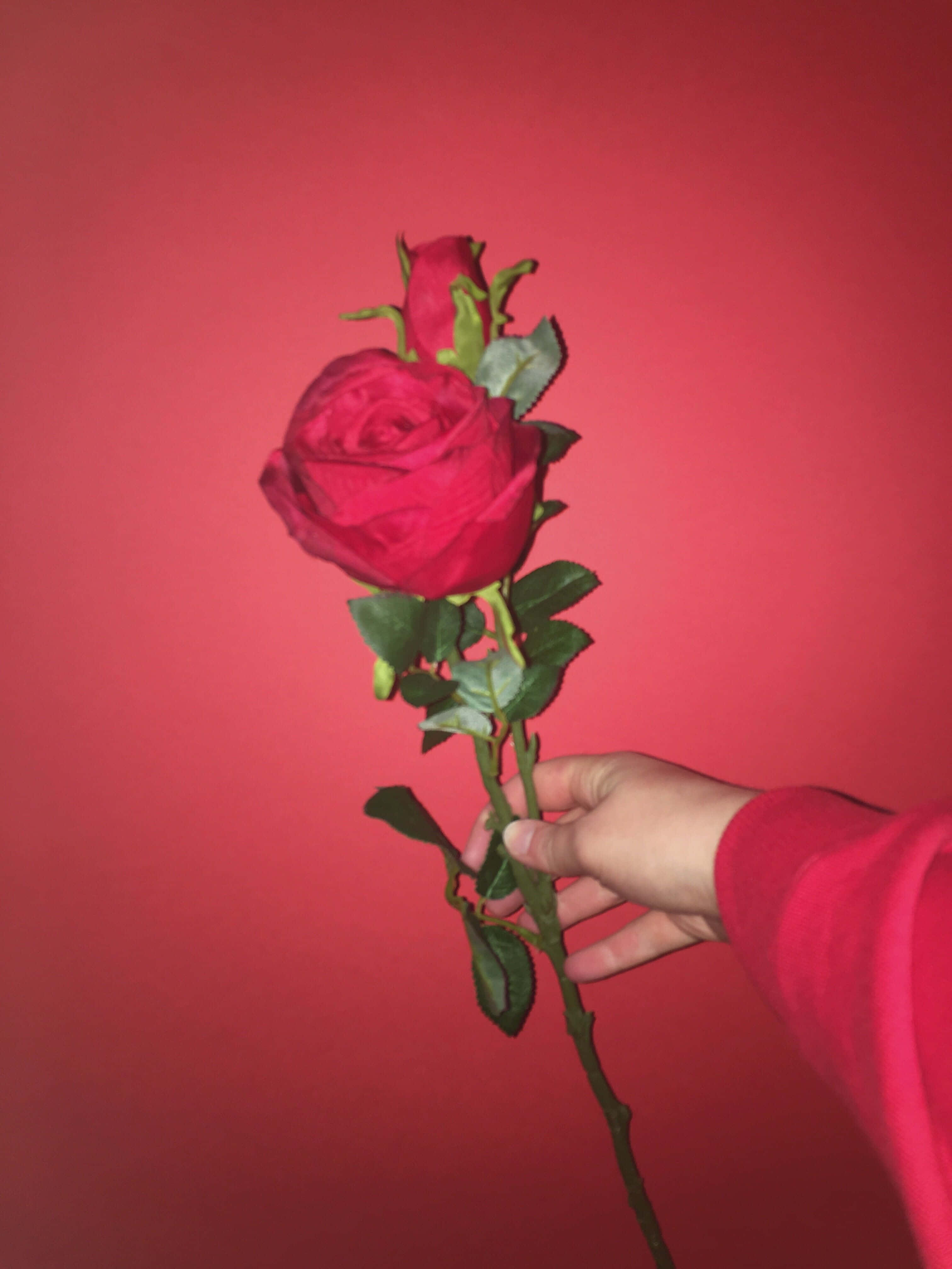 Red Rose, red sleeve, vibrant red rose, 4K Phone Wallpaper