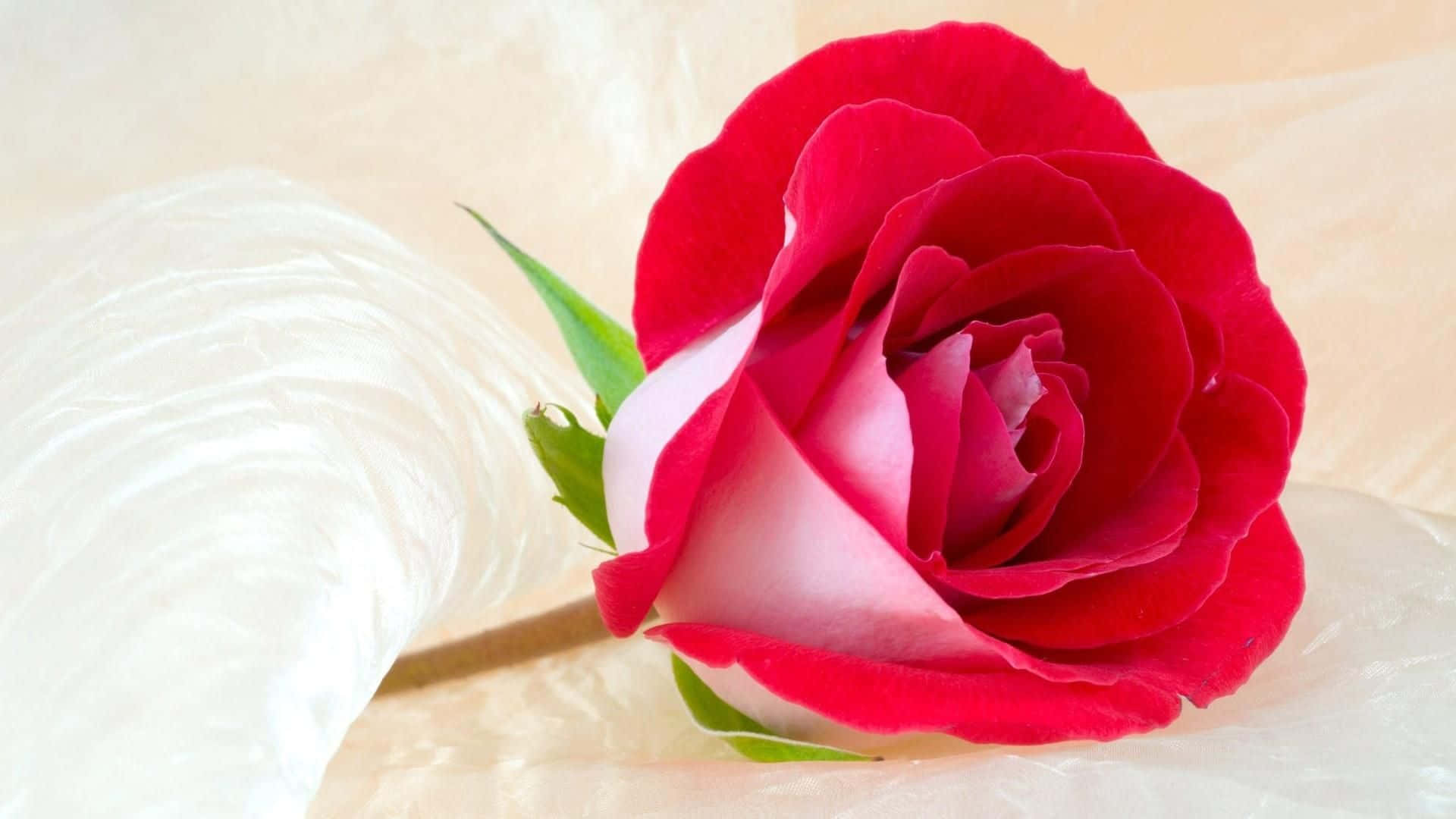 vibrant red rose, soft pink gradient petals, textured white fabric, Full HD Desktop Wallpaper