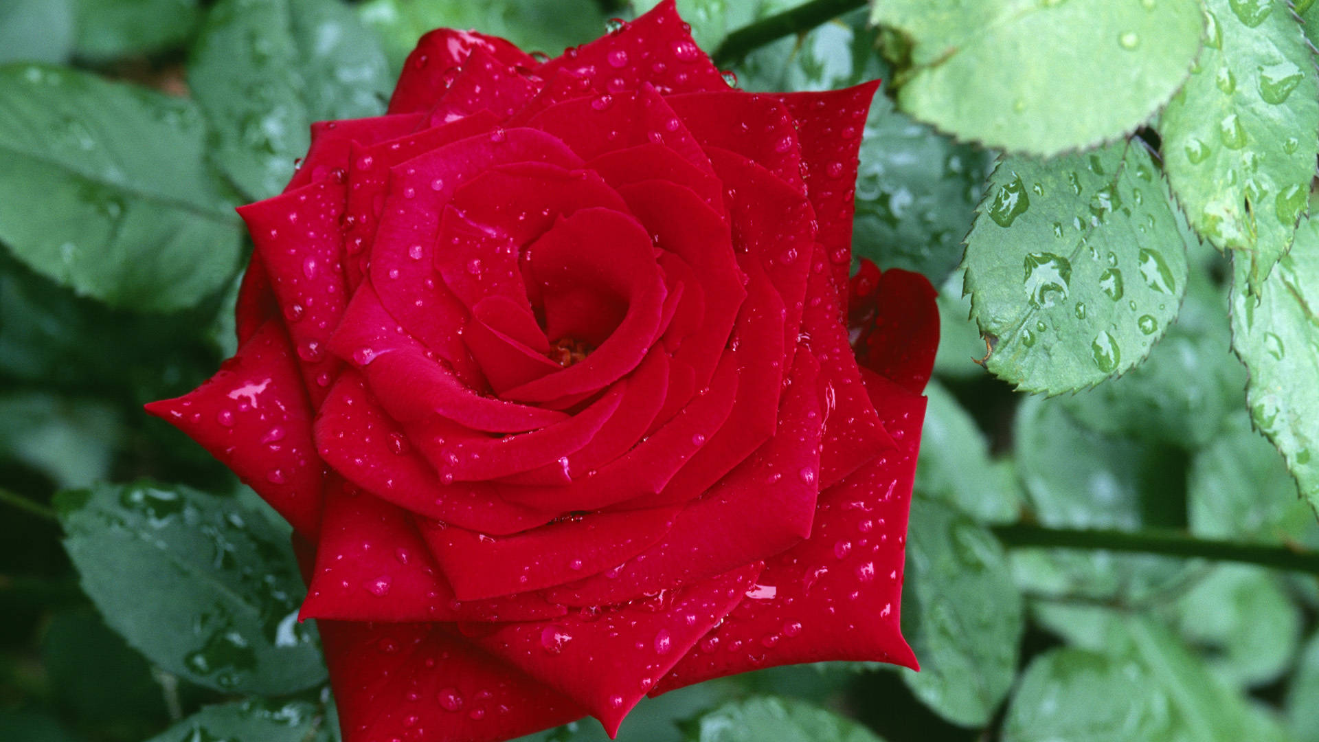 wet pointy red rose, vibrant red rose, dewdrops, Full HD Desktop Wallpaper