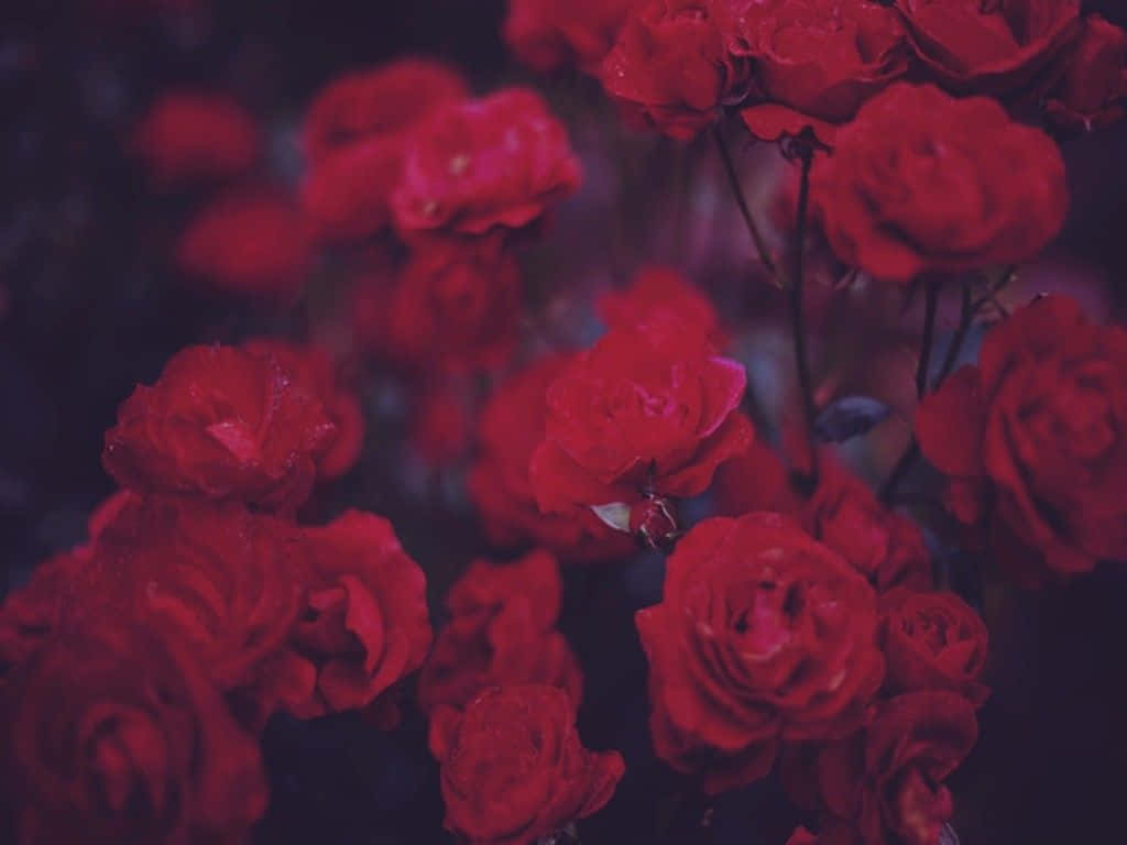 Red Rose, vibrant red roses, dewdrops, SD Desktop Wallpaper