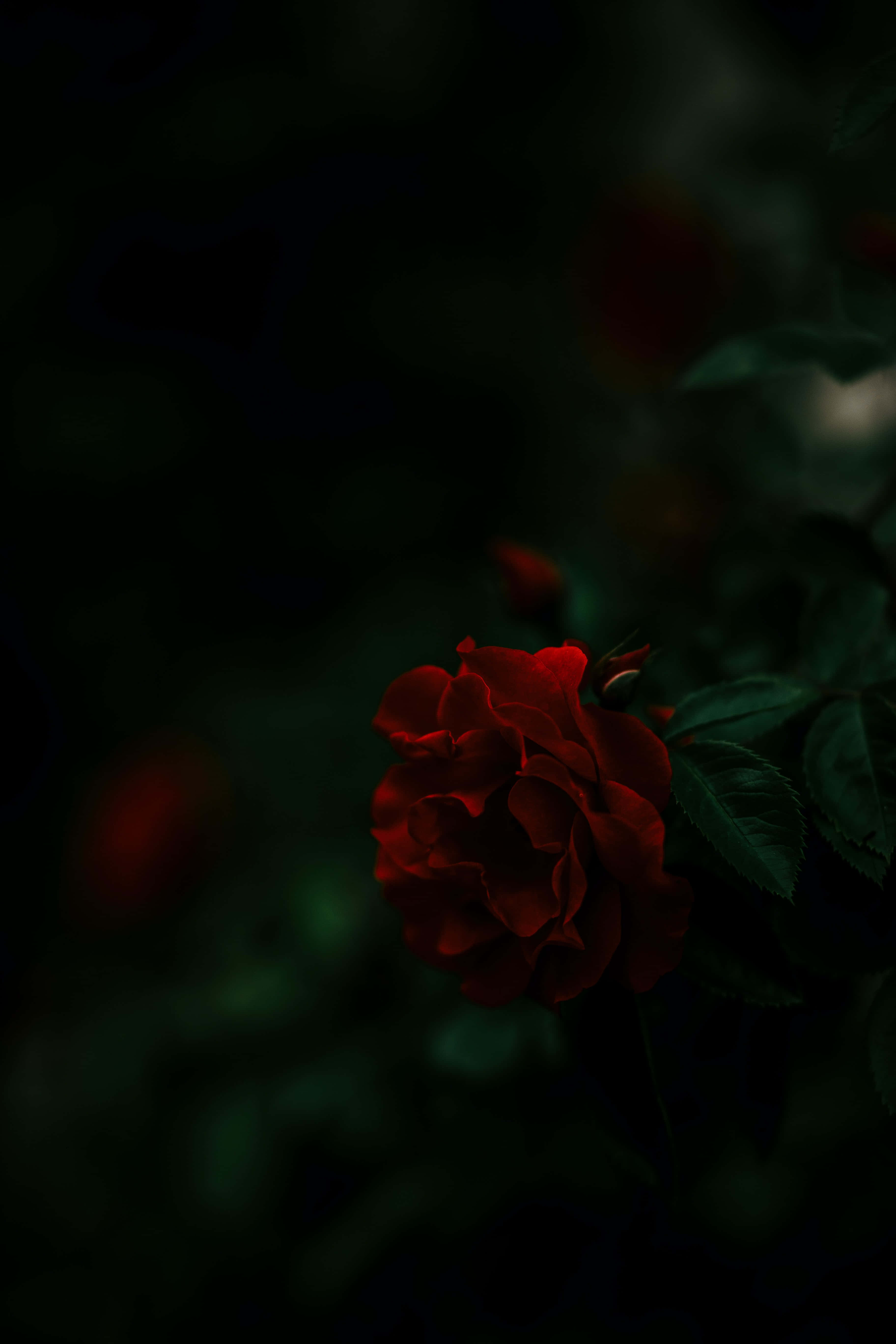 Moody Red Rose, deep red rose, lush green leaves, 5K Phone Wallpaper