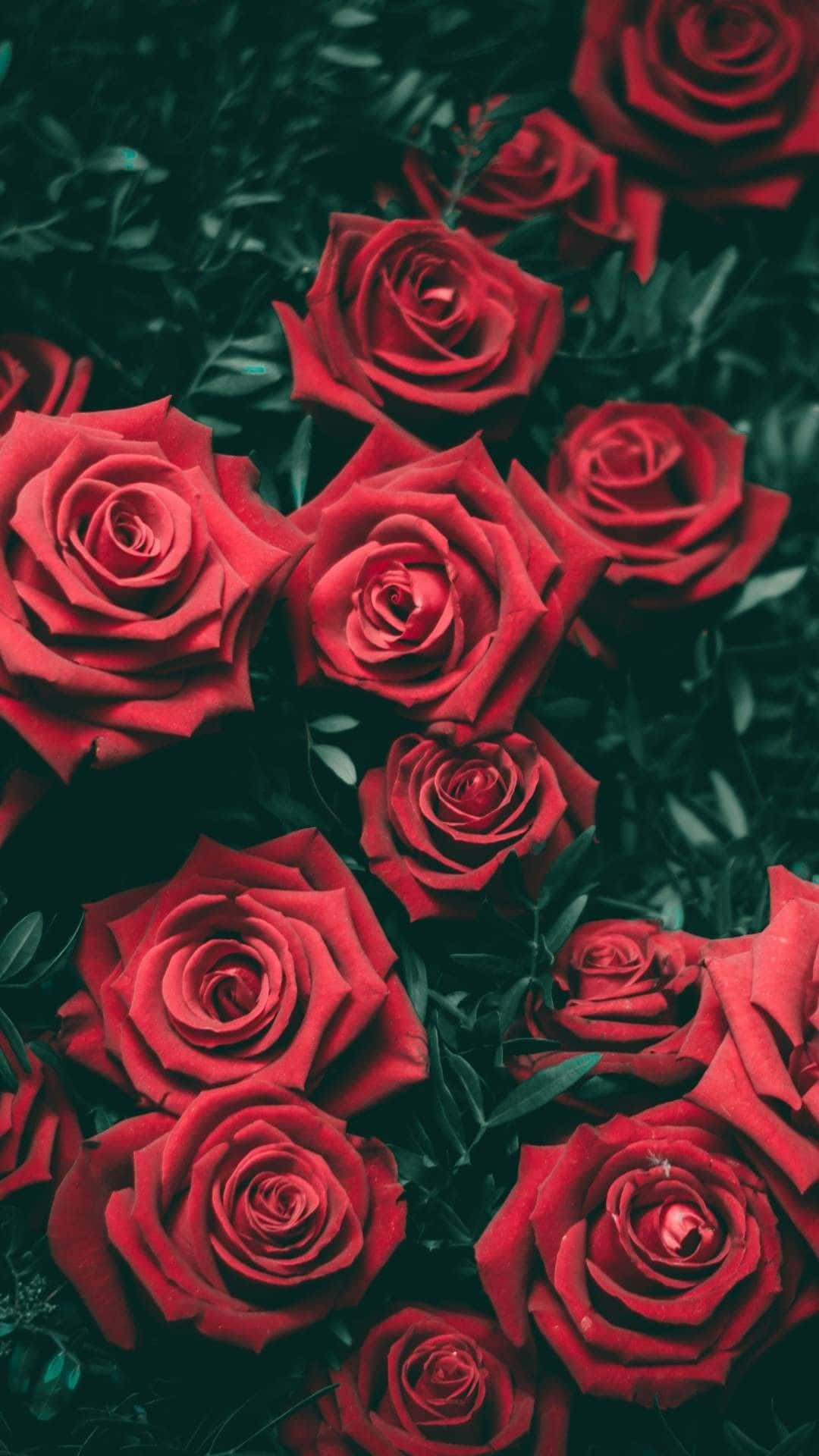 Red Rose, vibrant red roses, deep green foliage, Full HD Phone Wallpaper