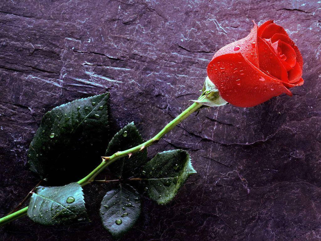 red rose, dew drops, dark textured stone surface, SD Desktop Wallpaper