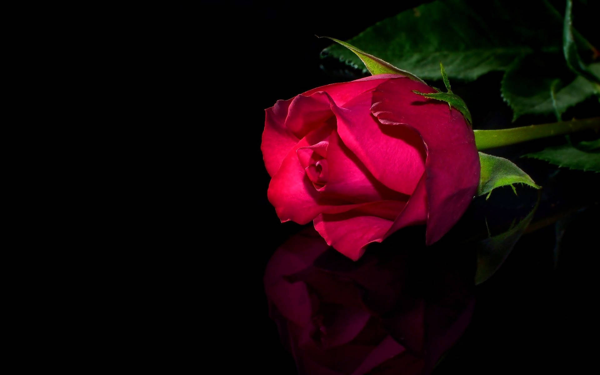 Red Rose, glossy black backdrop, reflective black surface, Full HD Desktop Wallpaper