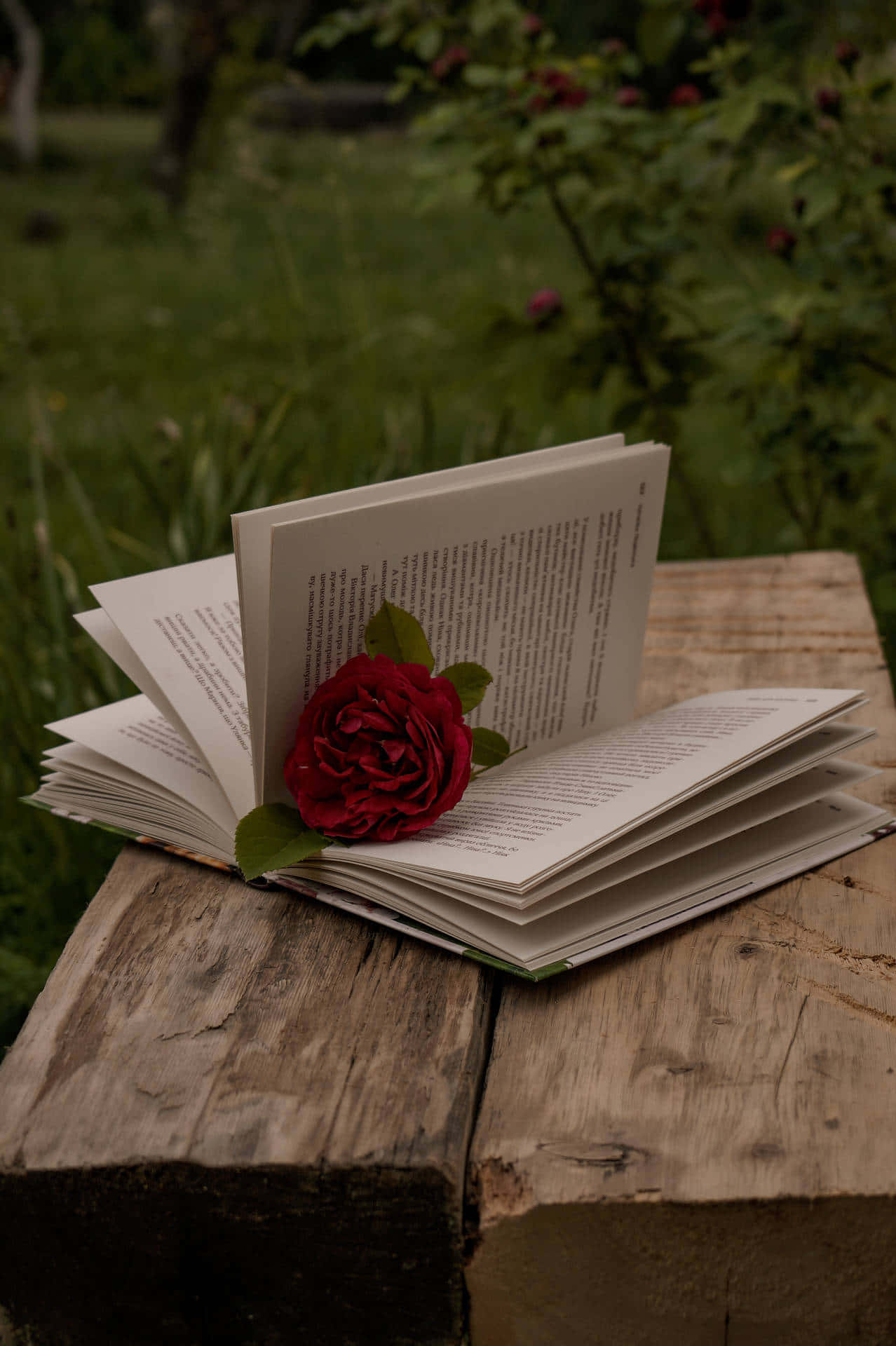 Red Rose, open book, weathered wooden stump, Full HD Phone Wallpaper