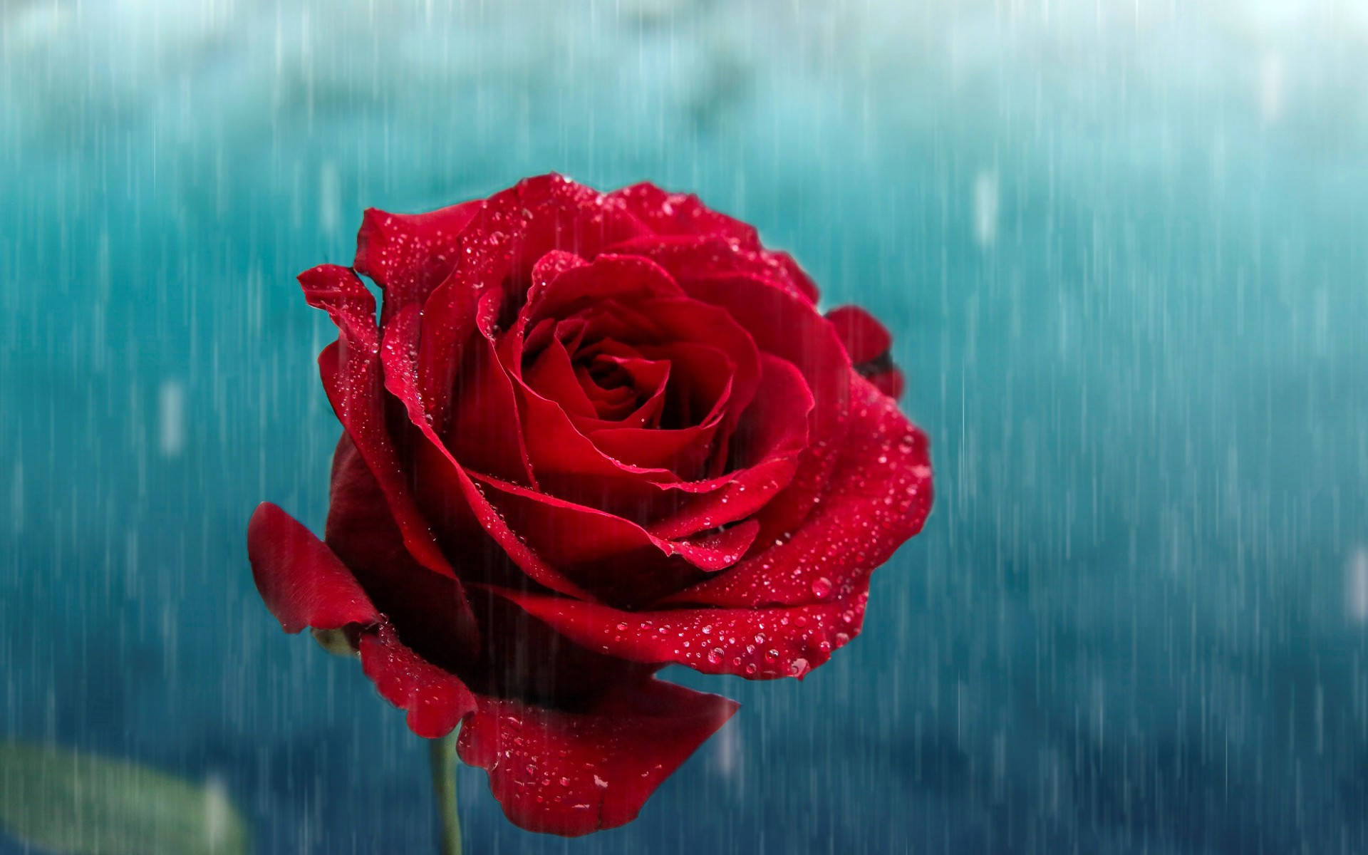 Red Rose, raining graphic, vibrant red rose, Full HD Desktop Wallpaper