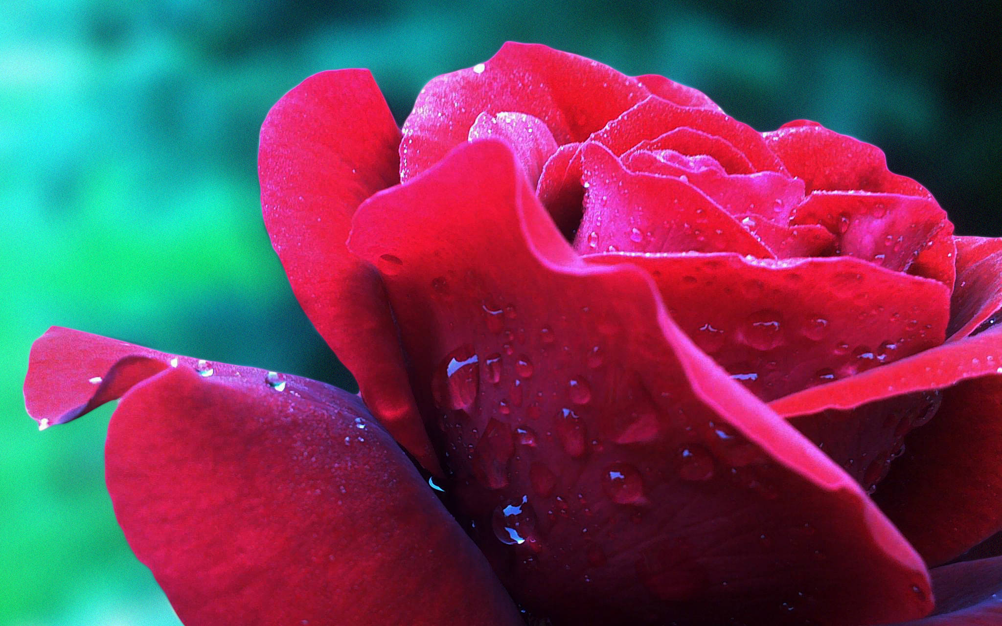dewy red rose, dewdrops, vibrant red rose, Full HD Desktop Wallpaper