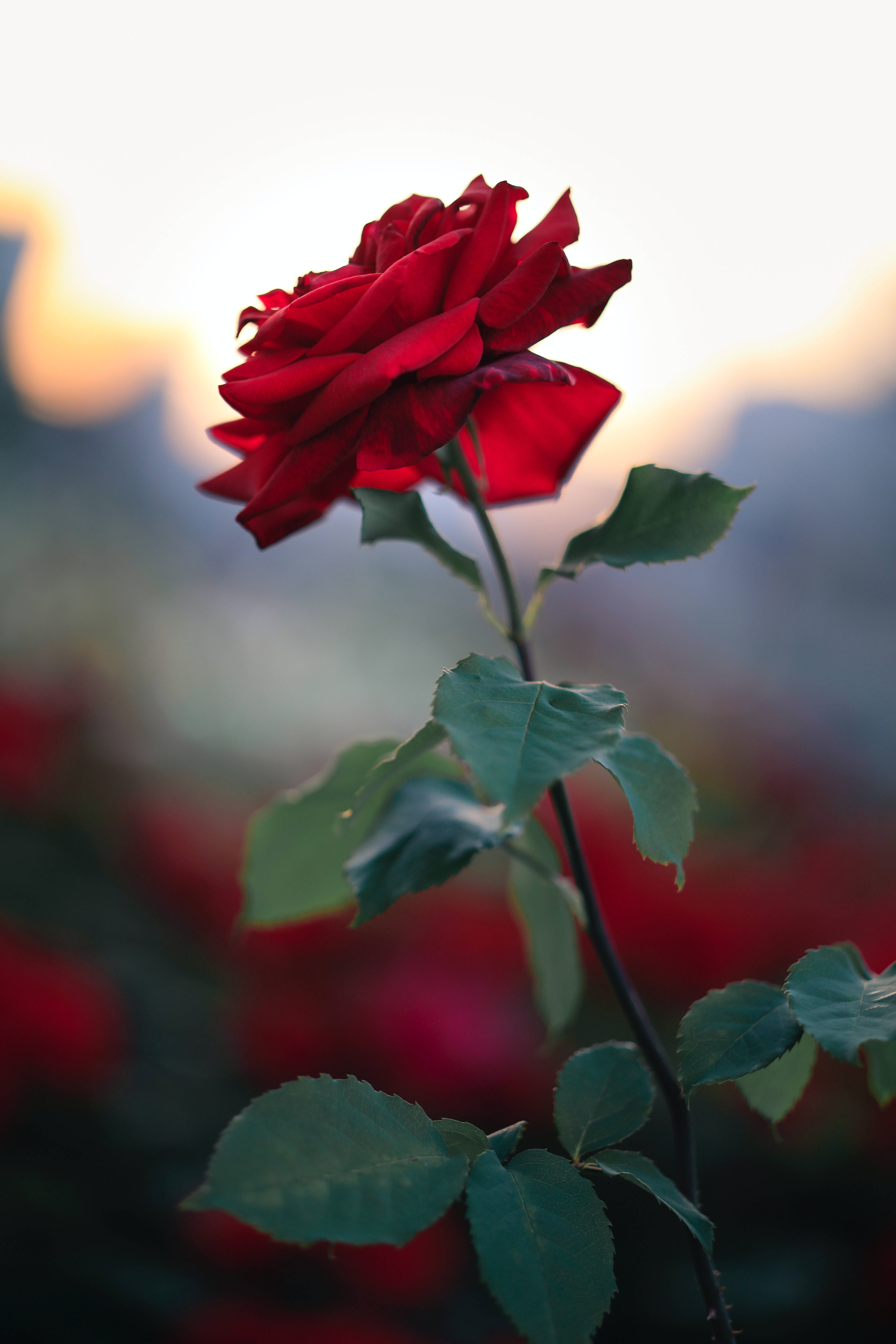 Stem Of Blooming Red Rose, vibrant red rose, soft golden sunset sky, 5K Phone Wallpaper