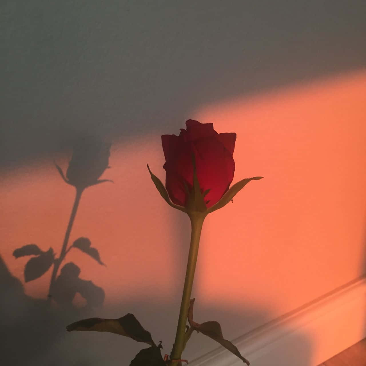 red rose, warm sunset light, soft focus aesthetic, HD Desktop Wallpaper