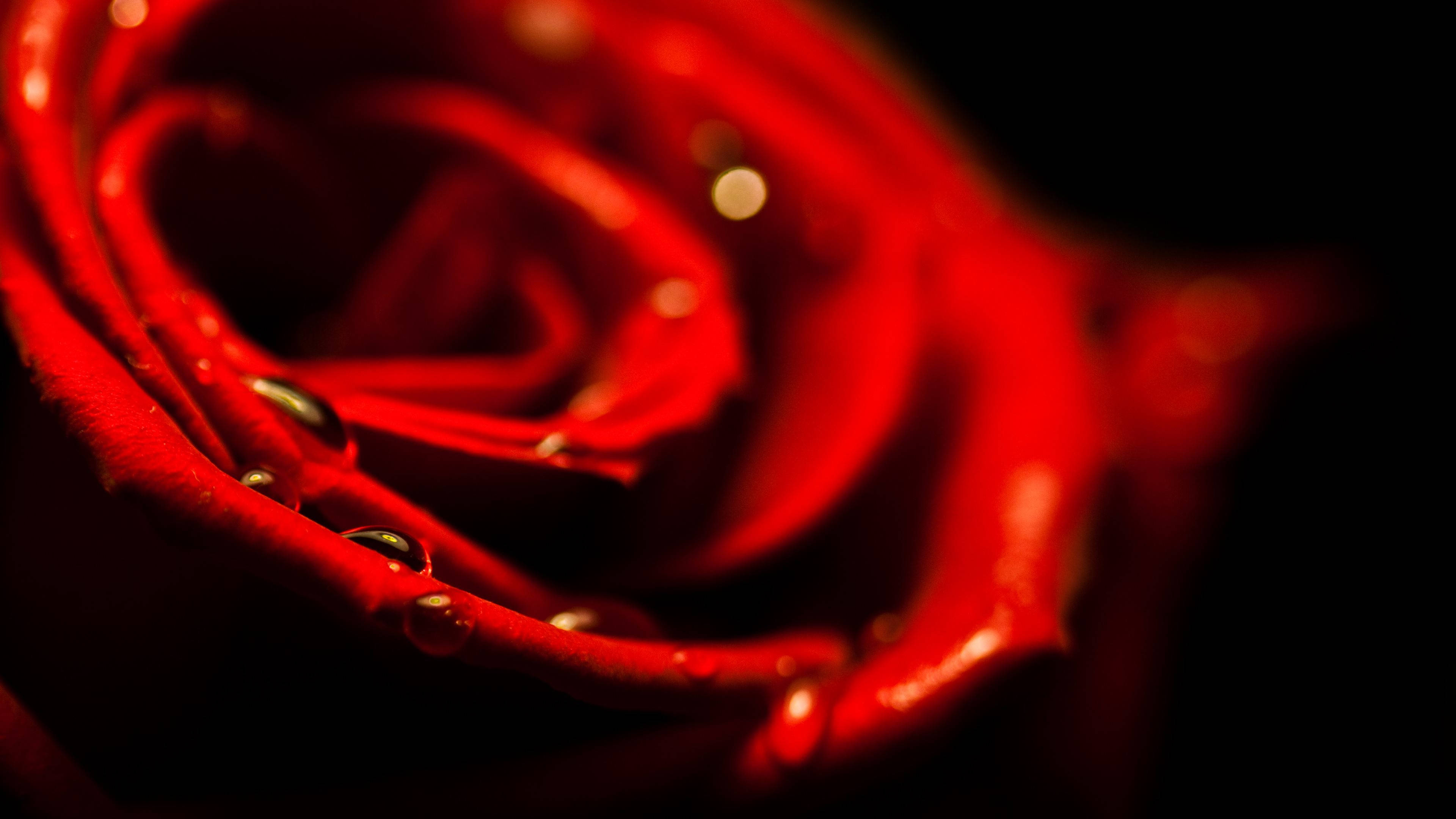 Red Rose, water droplets, vibrant red rose, 4K Desktop Wallpaper