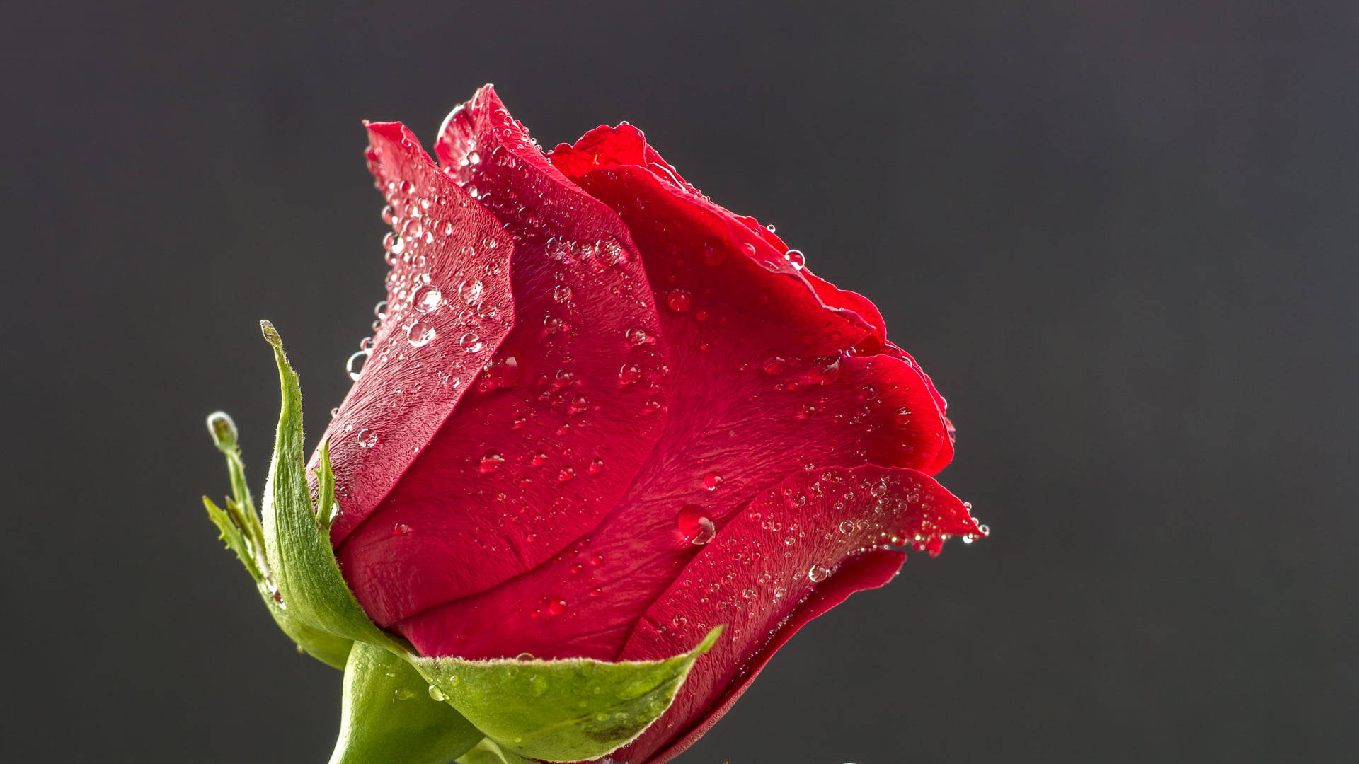 Red Rose, red rosebud, dewdrops, Full HD Desktop Wallpaper