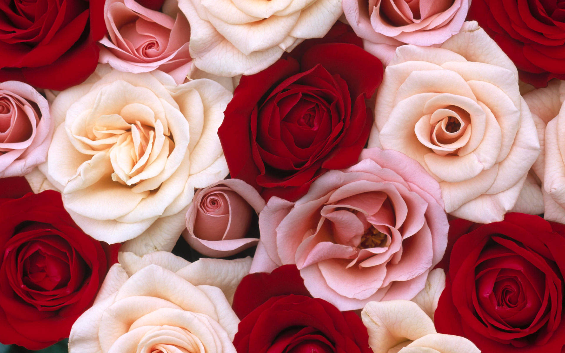 Red And Pink Roses Desktop, vibrant red, pink, Full HD Desktop Wallpaper