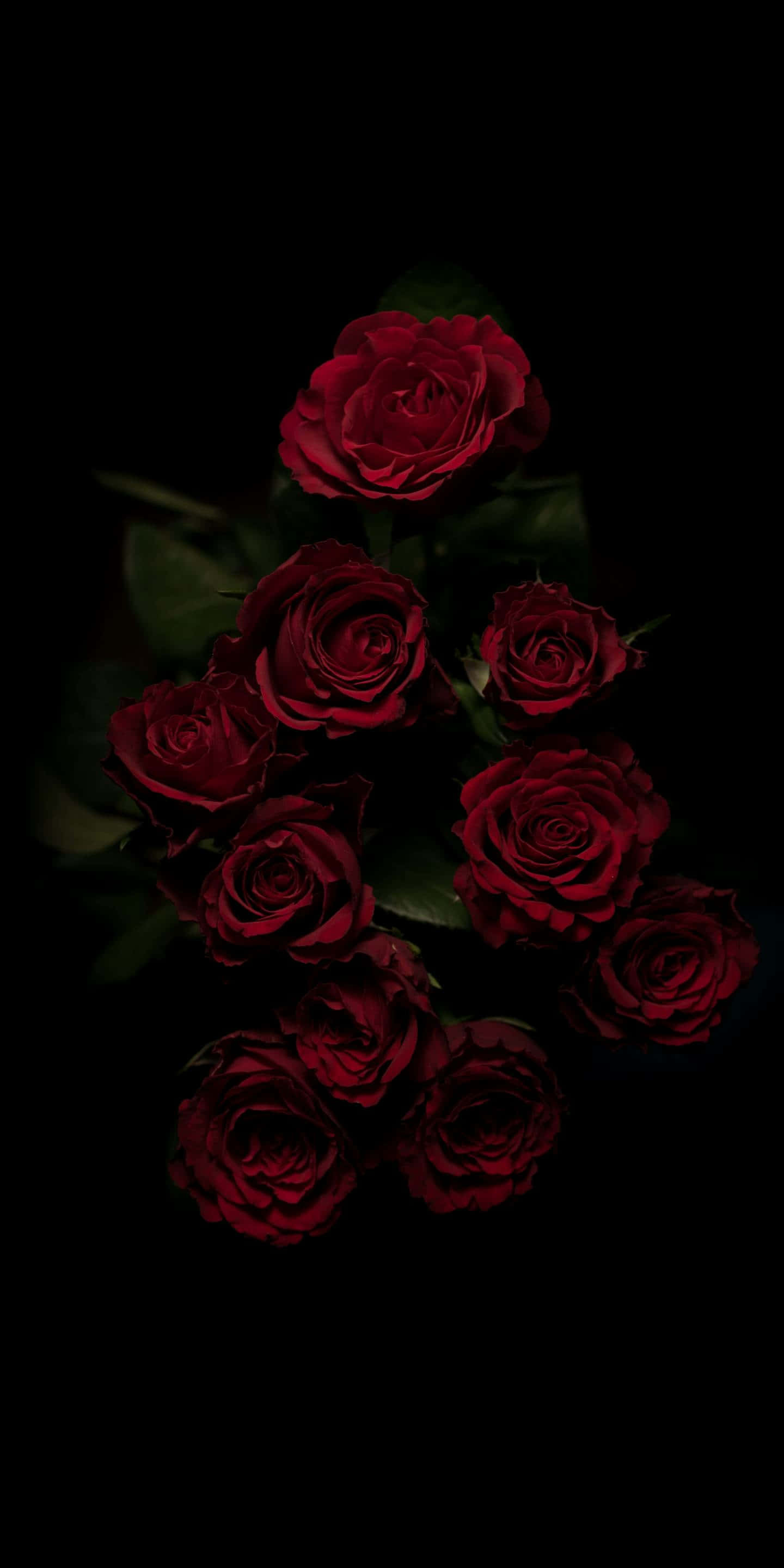 Red Rose, deep red roses, dark green leaves, 2K Phone Wallpaper