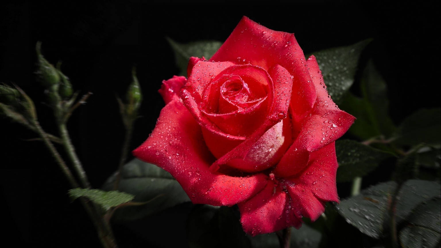 Red Rose, black tablet, dewdrops, HD Desktop Wallpaper