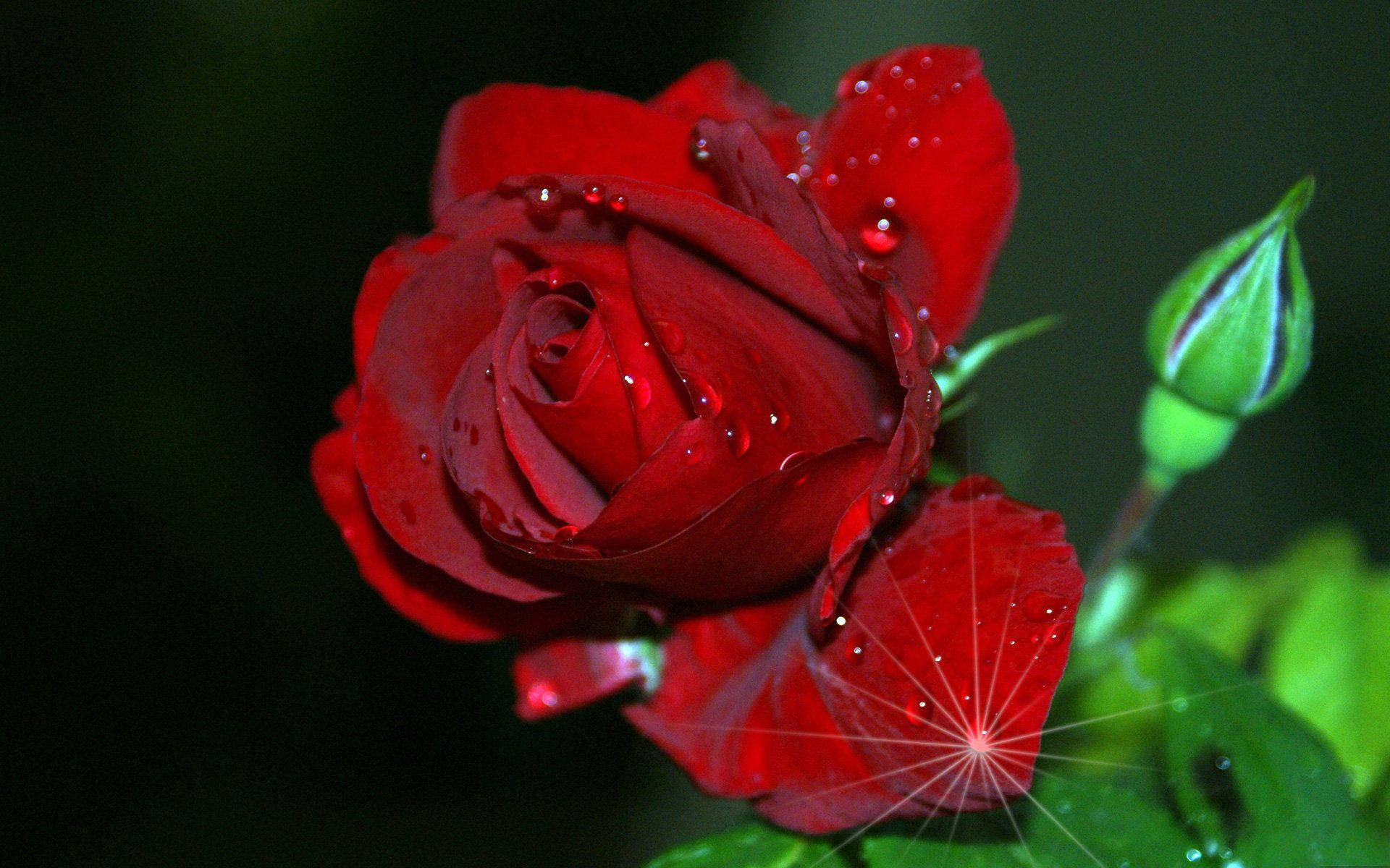 Love Rose Blooming, vivid red rose, dewdrops, Full HD Desktop Wallpaper