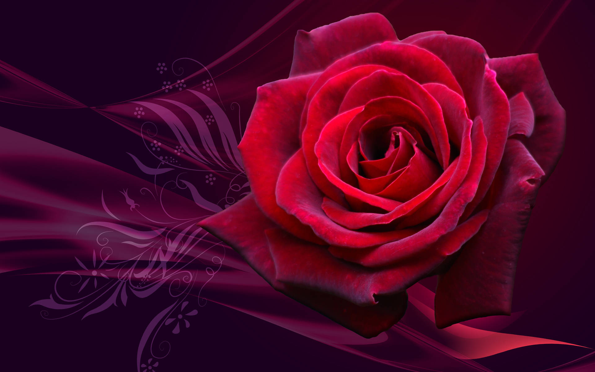 Red Rose, plum-colored background, deep purple background, Full HD Desktop Wallpaper