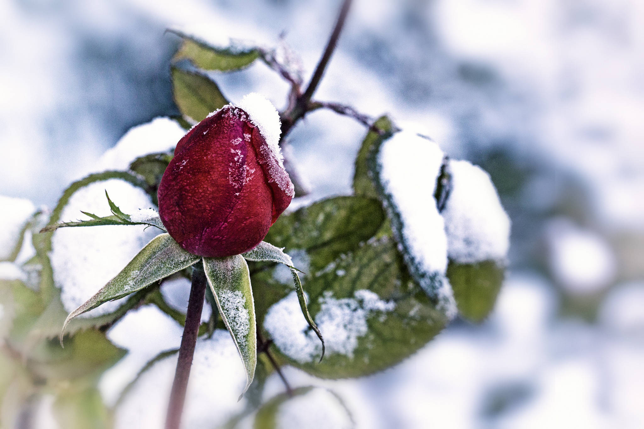 Red Rose, snow, frosty green leaves, Full HD Desktop Wallpaper