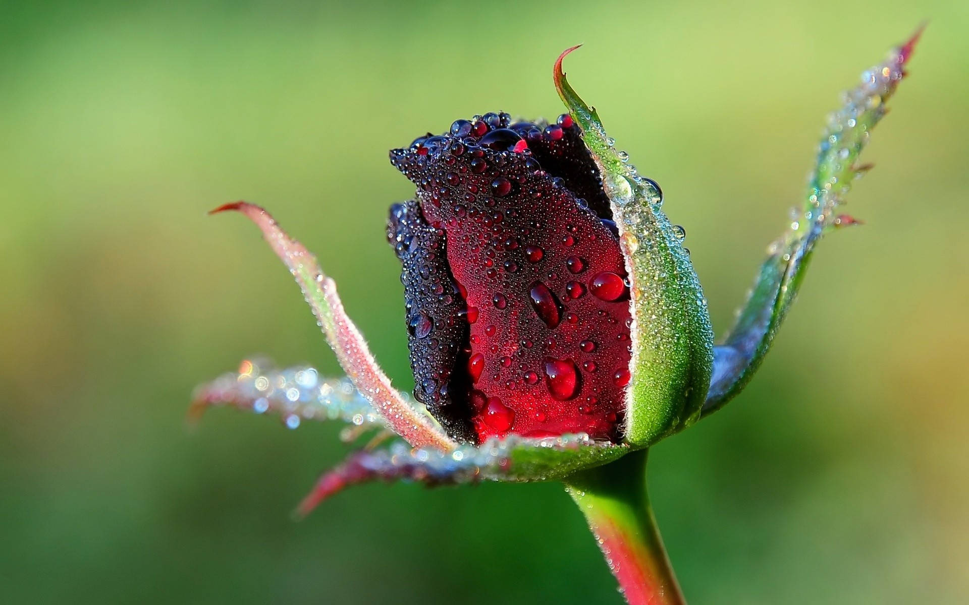 burnt red rose bud, deep red rosebud, dewdrops, Full HD Desktop Wallpaper