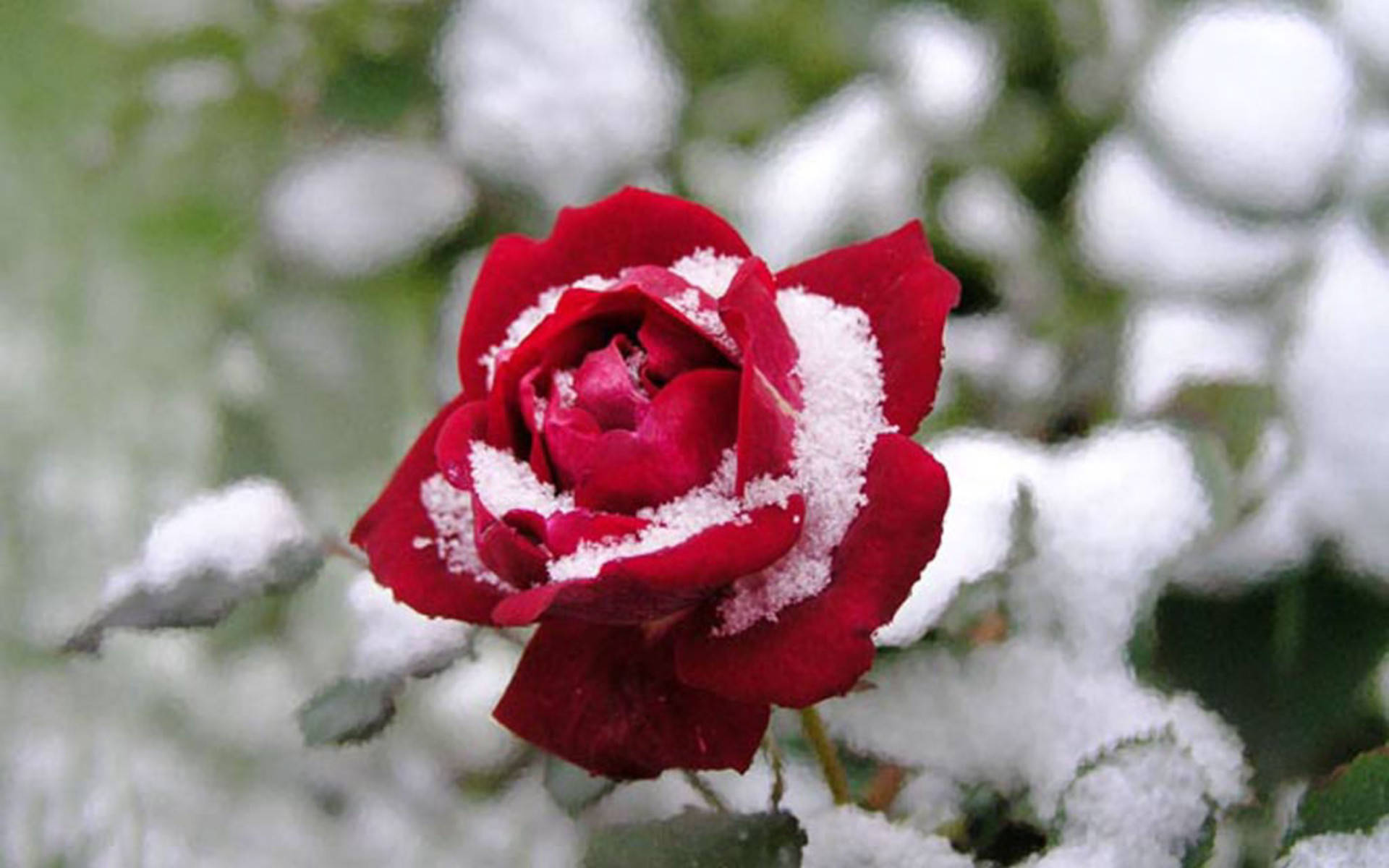 Red Rose, packed snow, winter garden, Full HD Desktop Wallpaper