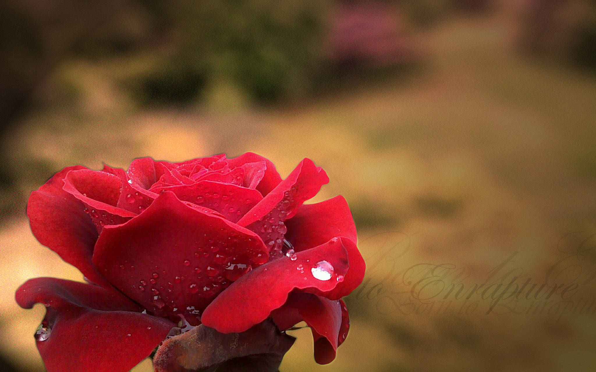 Red Rose, Enrapture Text, vivid red rose, Full HD Desktop Wallpaper
