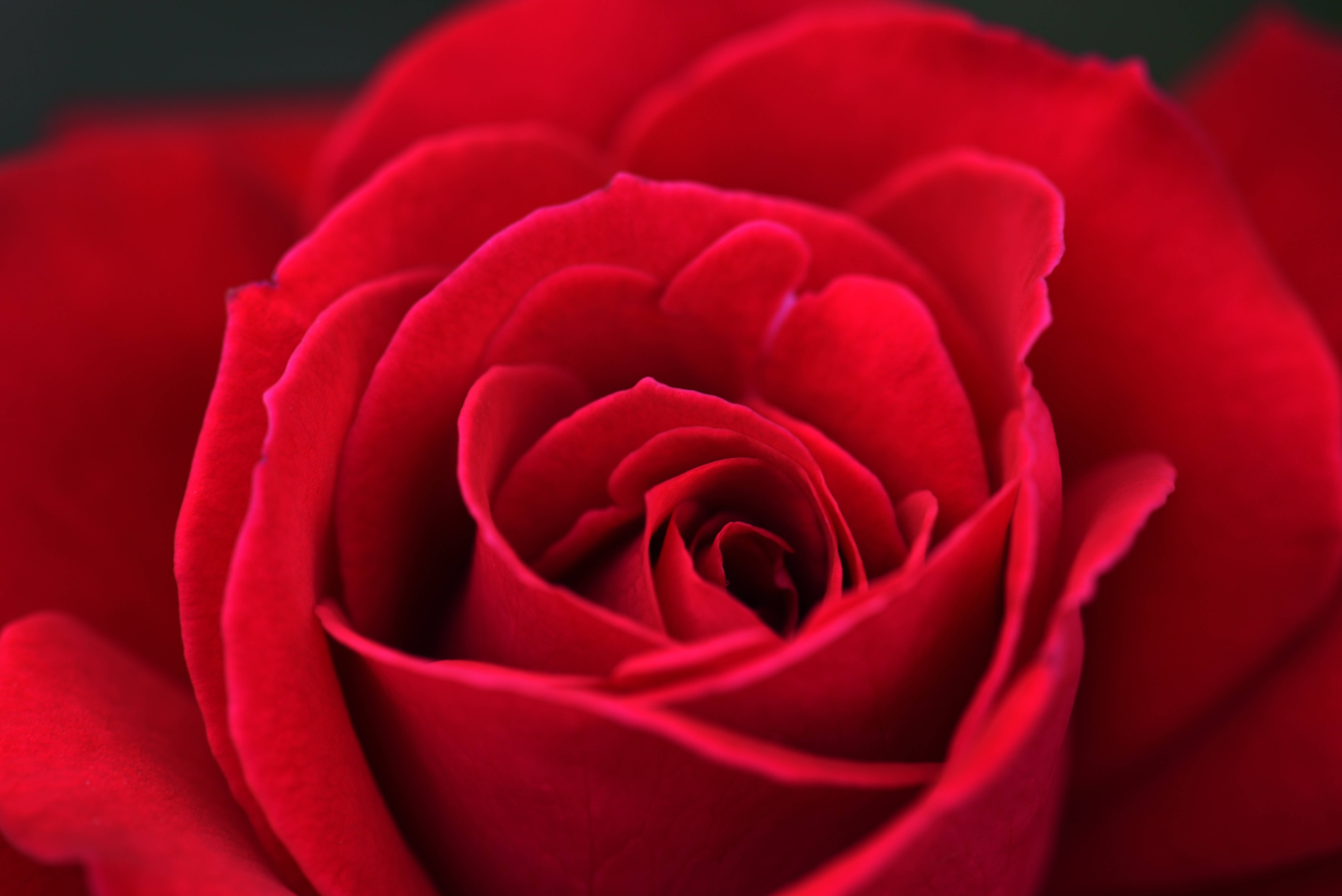 burgundy rose, velvety deep red rose, intricate layered petals, 5K Desktop Wallpaper