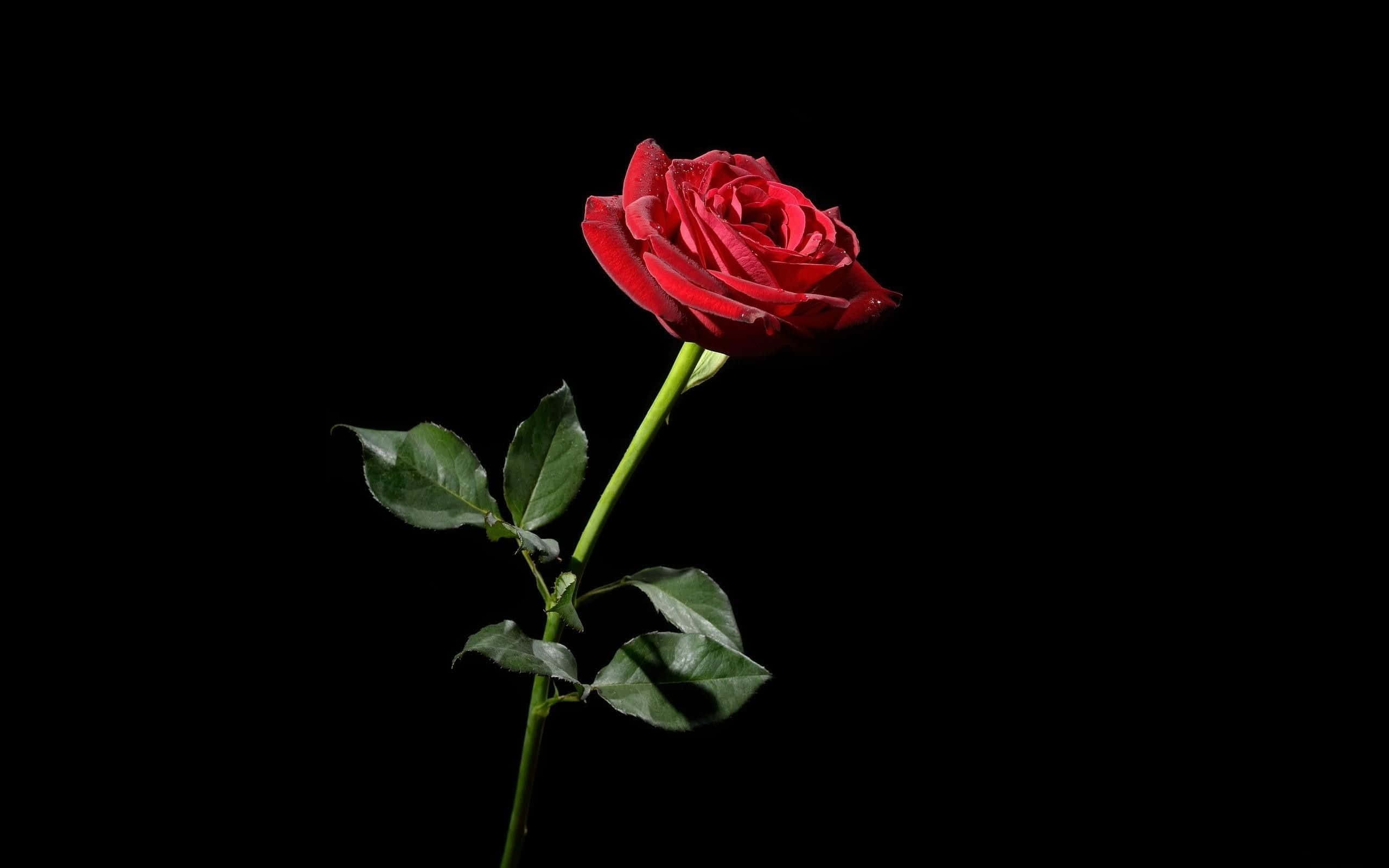 Red Rose, vibrant red rose, green stem, 2K Desktop Wallpaper