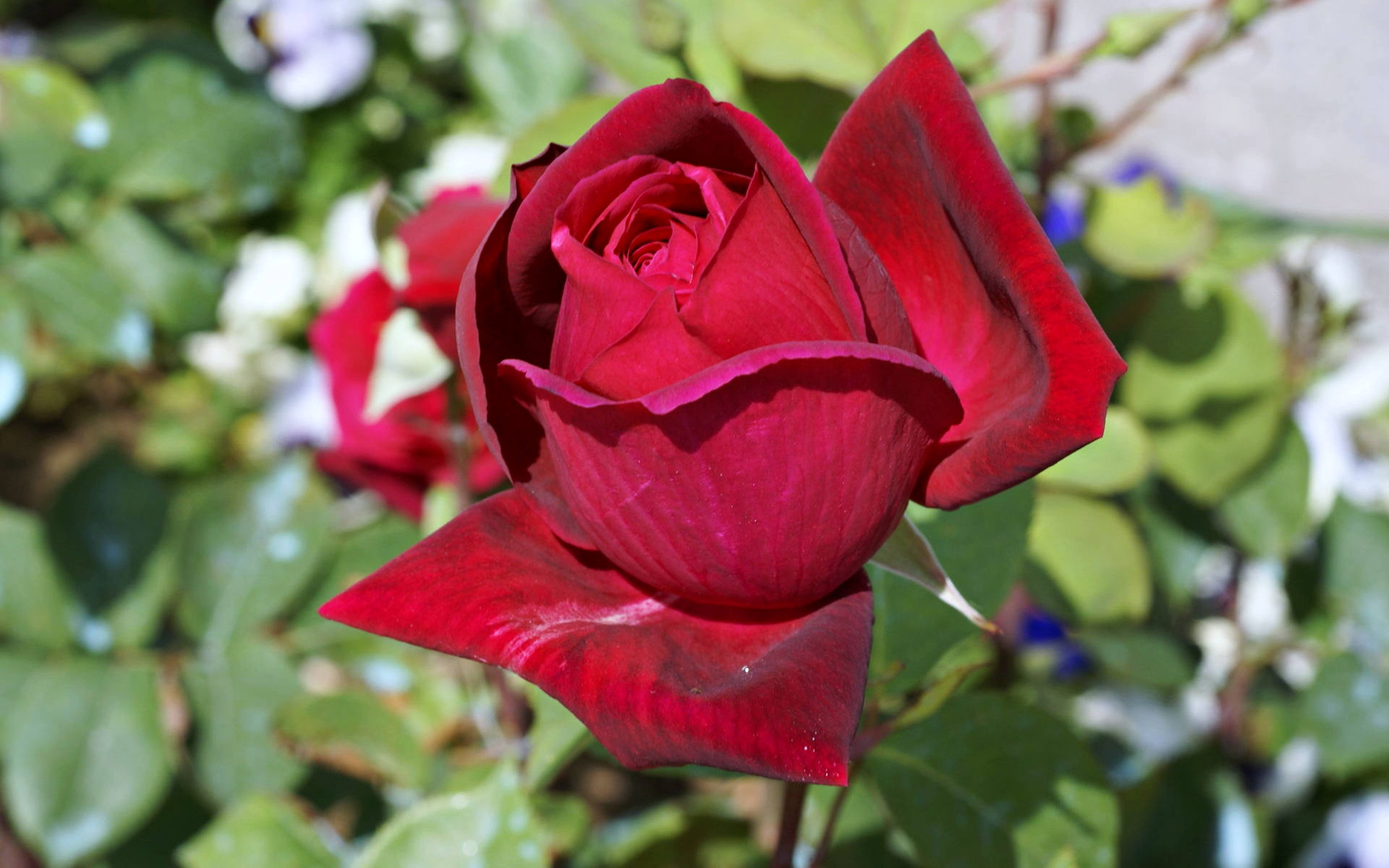 Red Rose, bright morning sunlight, deep red, 4K Desktop Wallpaper