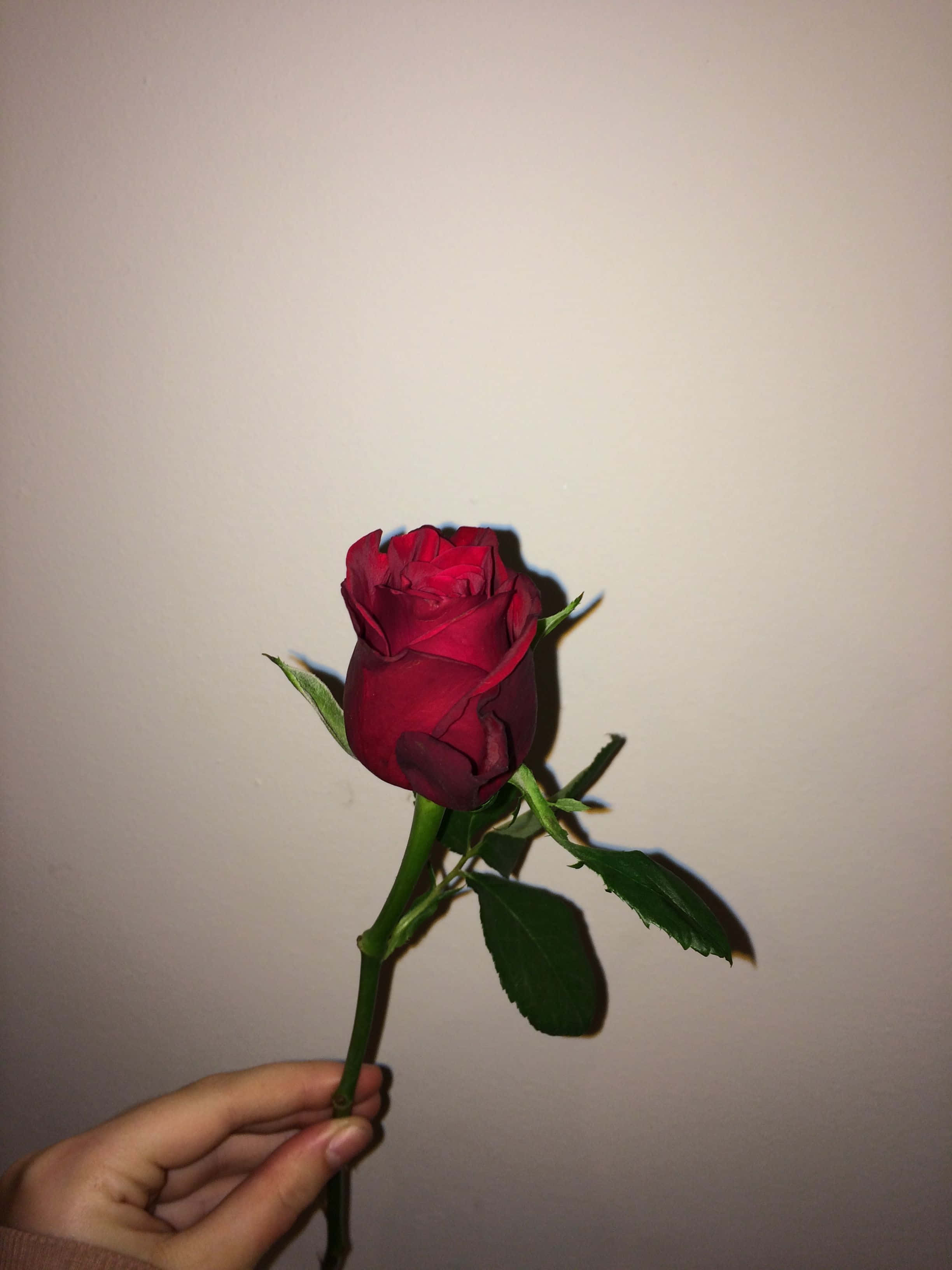 Red Rose, deep red rose, off-white wall, 2K Phone Wallpaper
