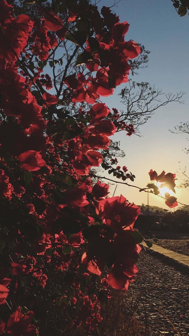 Red Rose, bougainvillea, golden hour, HD Phone Wallpaper