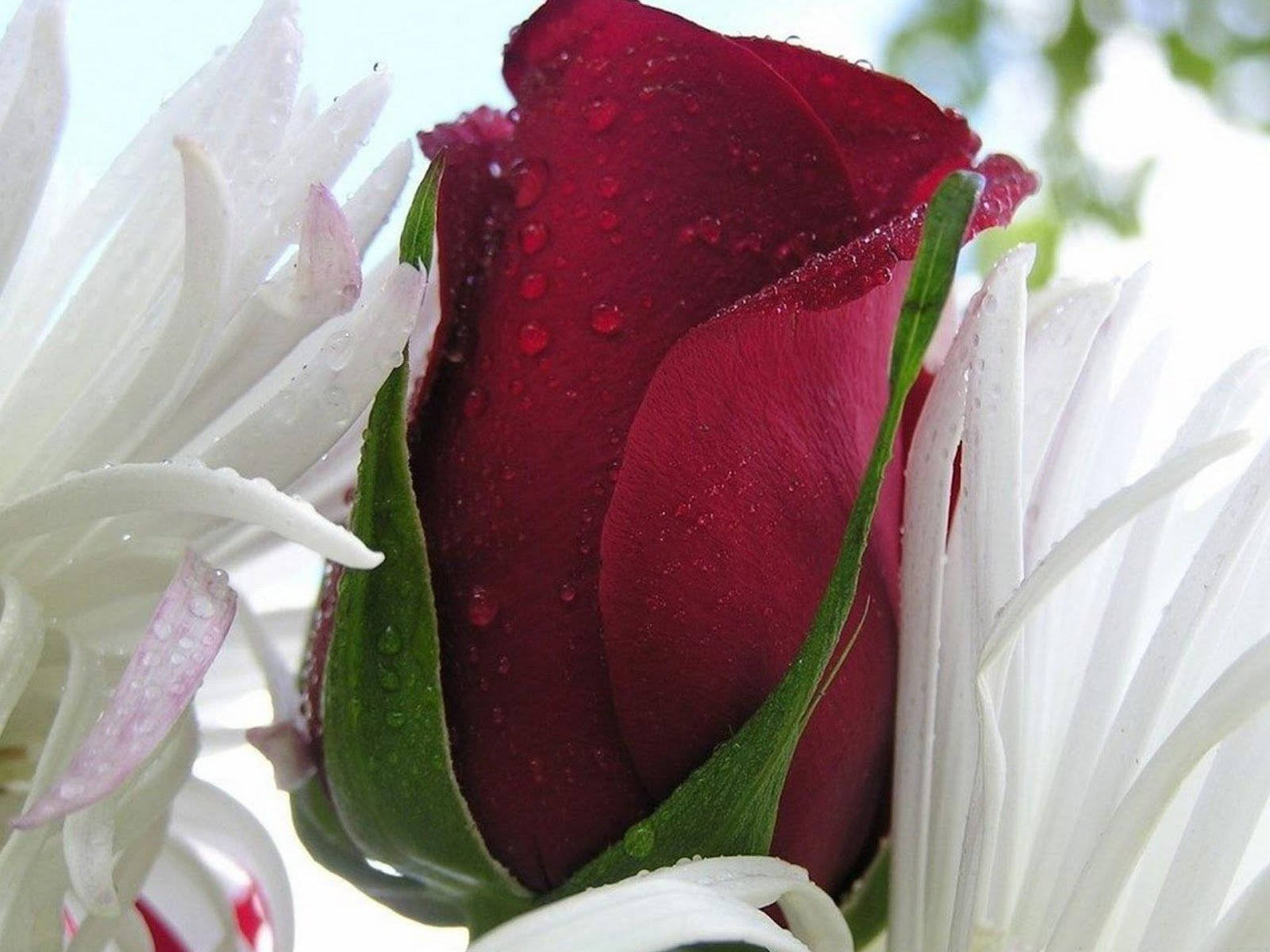 dark red rose, rosebud, dewdrops, HD Desktop Wallpaper