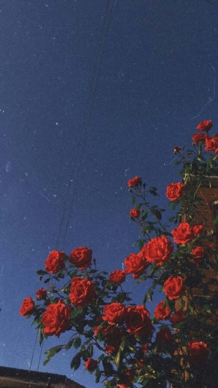 red rose, deep blue night sky, stars, HD Phone Wallpaper