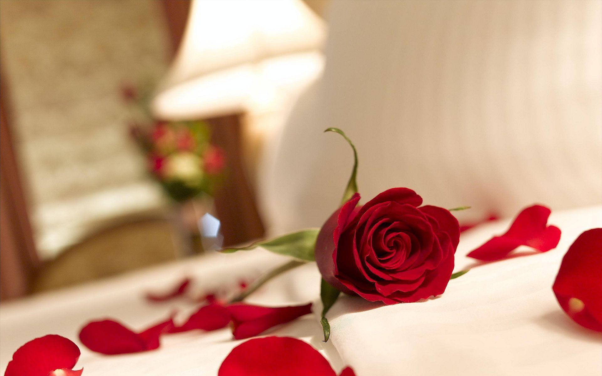 red rose, white bedspread, softly glowing lamp, Full HD Desktop Wallpaper