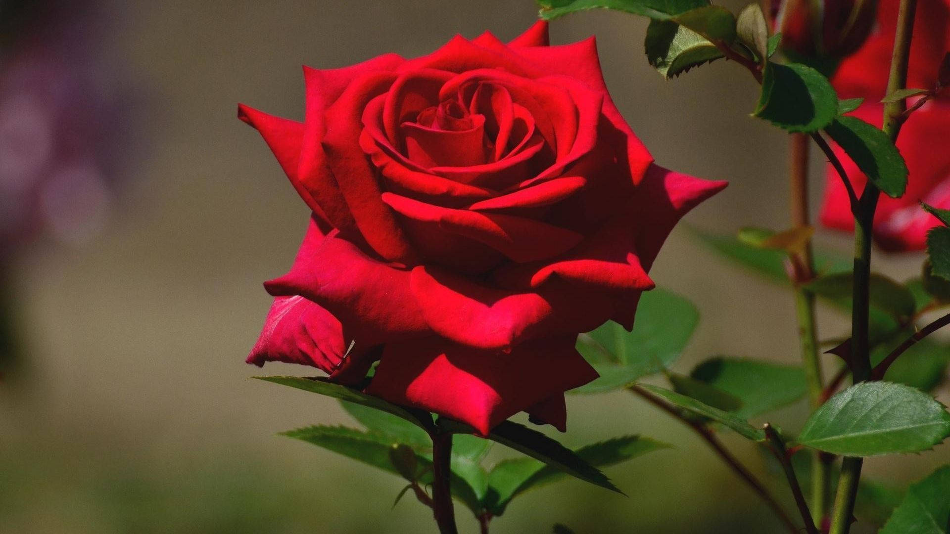 red rose, intricate petals, soft blurred green foliage, Full HD Desktop Wallpaper
