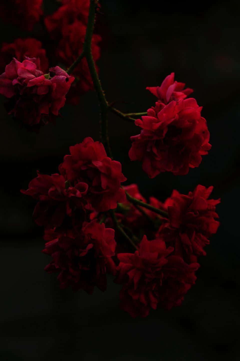 Red Rose, Dark Red Rose Aesthetic, deep crimson, HD Phone Wallpaper
