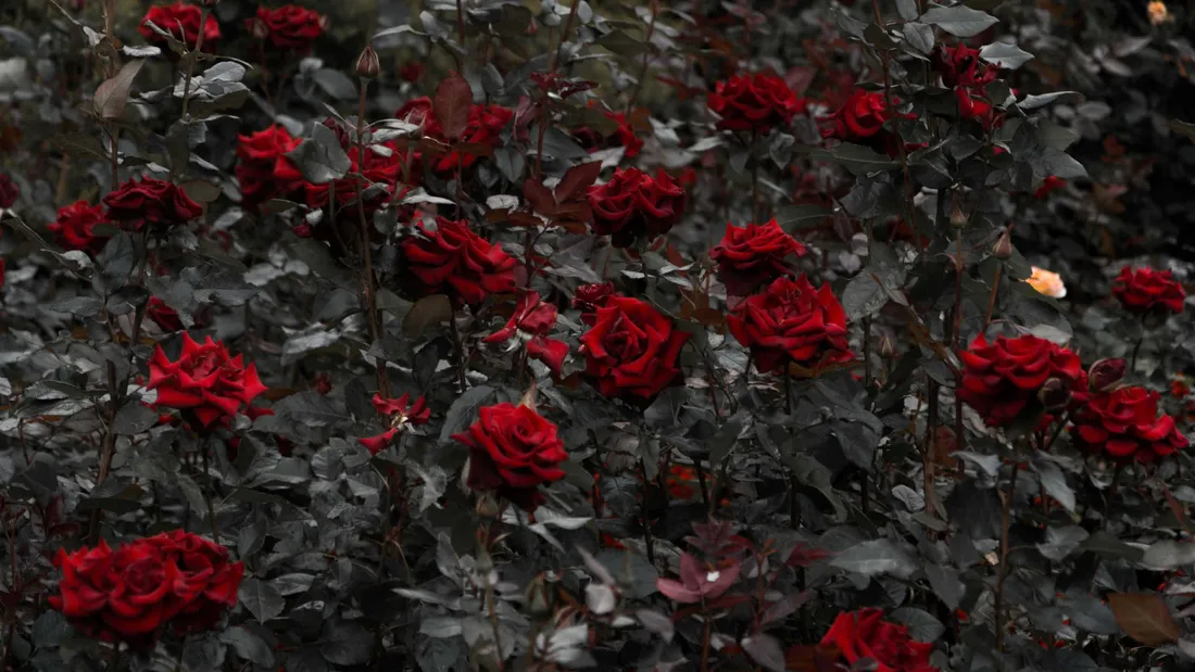 Red Roses Laptop
