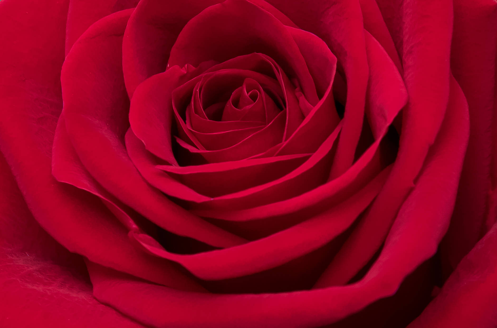rose red screen, velvety deep red, spiraling petals, HD Desktop Wallpaper