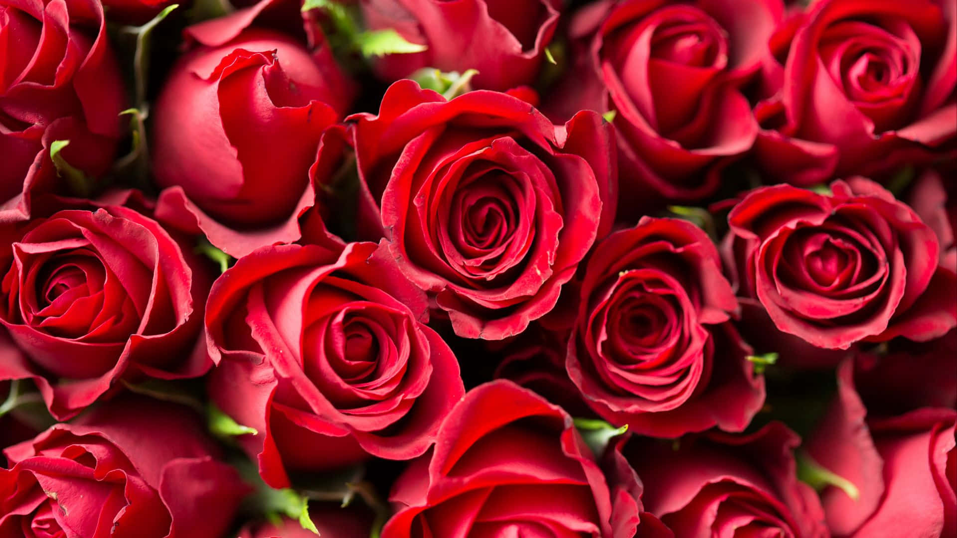 1920x1080, red wallpaper, velvety deep red roses, Full HD Desktop Wallpaper