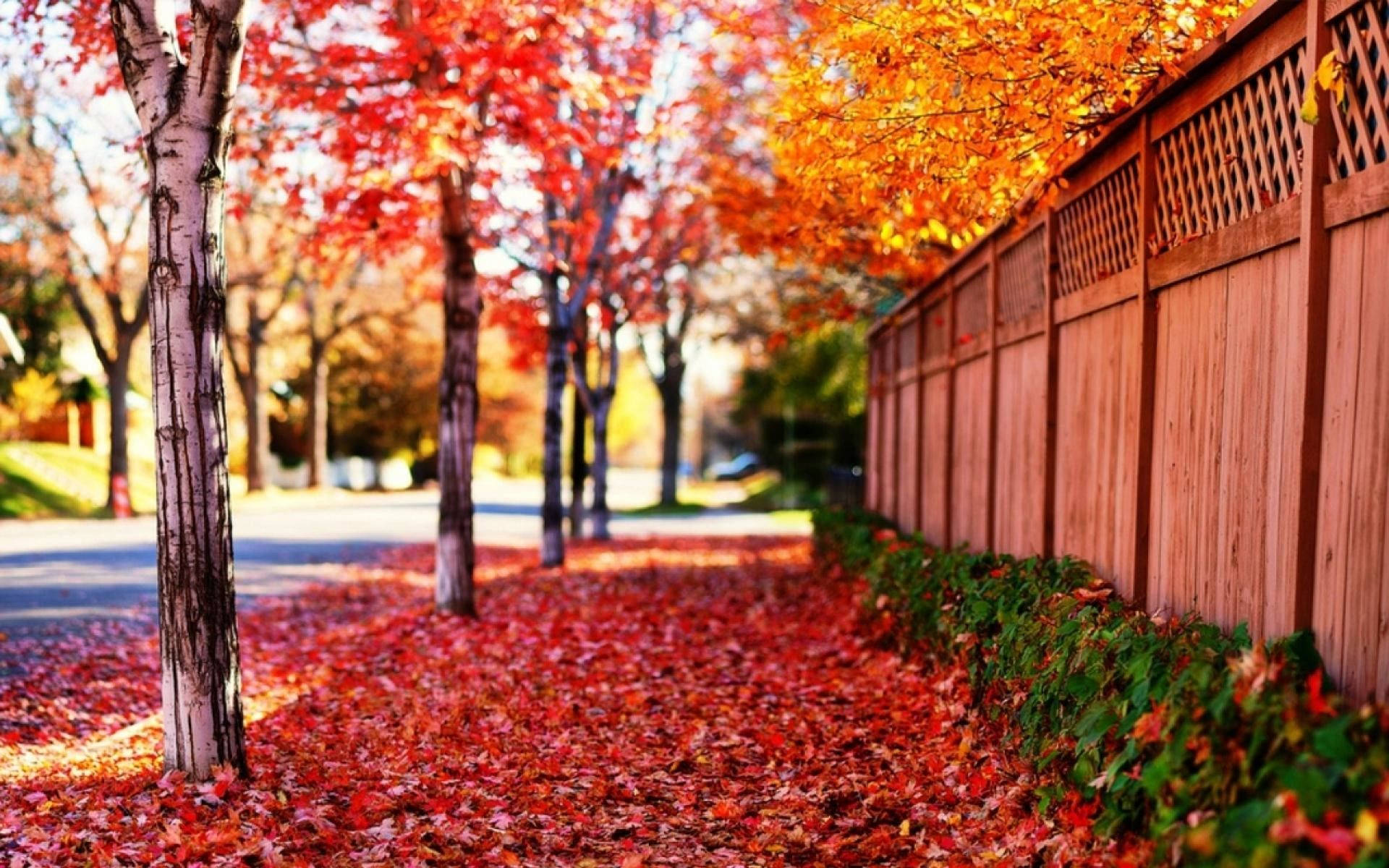 Red Leaves, autumn sidewalk, birch trees, Full HD Desktop Wallpaper