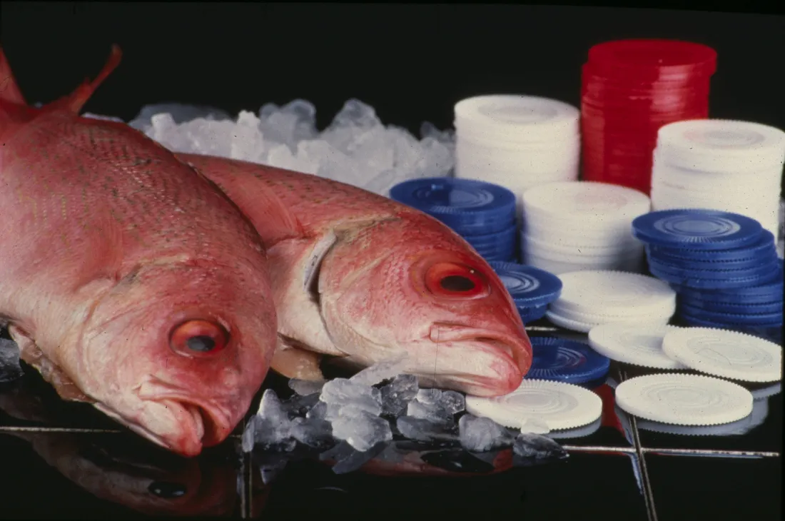 Red Snapper